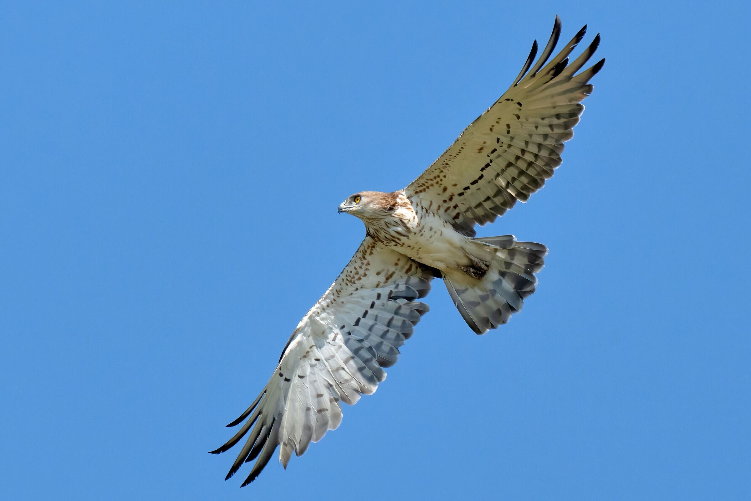 Short-toed Eagle (Circaetus gallicus)