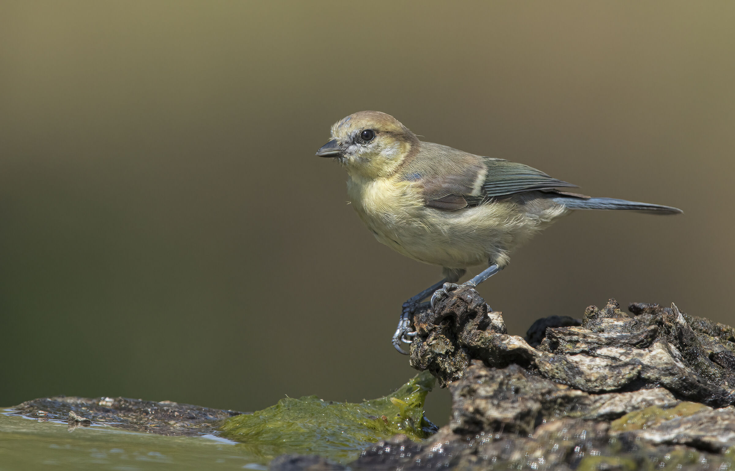 wow che colori....cinciarella (cyanistes caeruleus)
