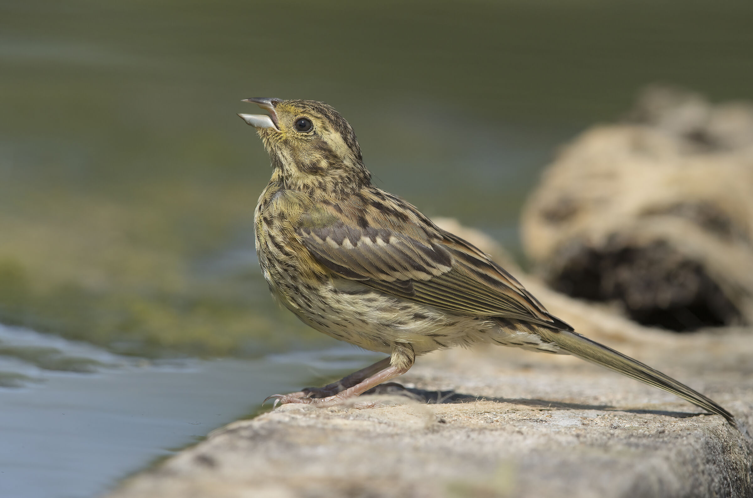 zigolo nero(emberiza cirlus)