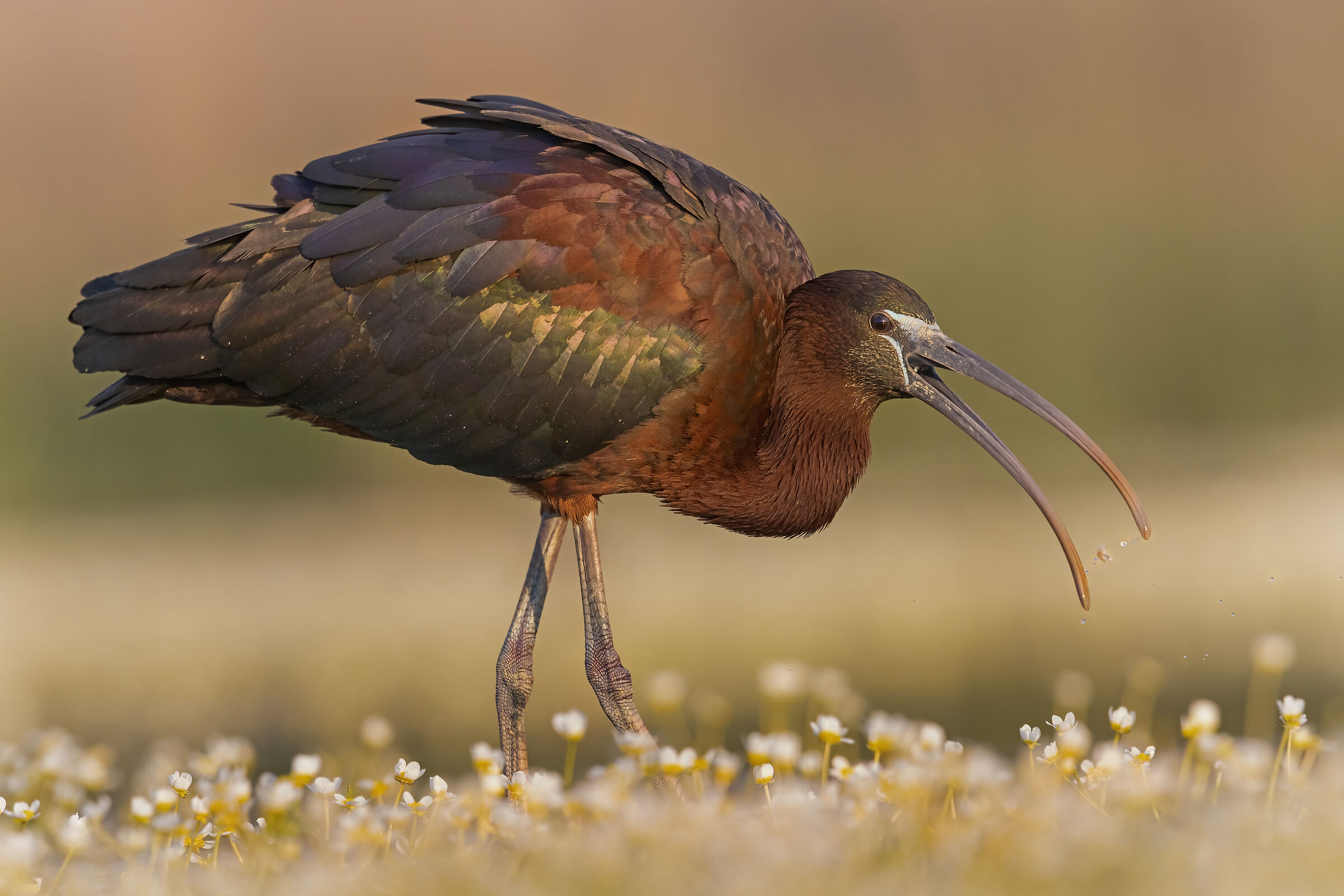 Mignattaio e ranuncoli