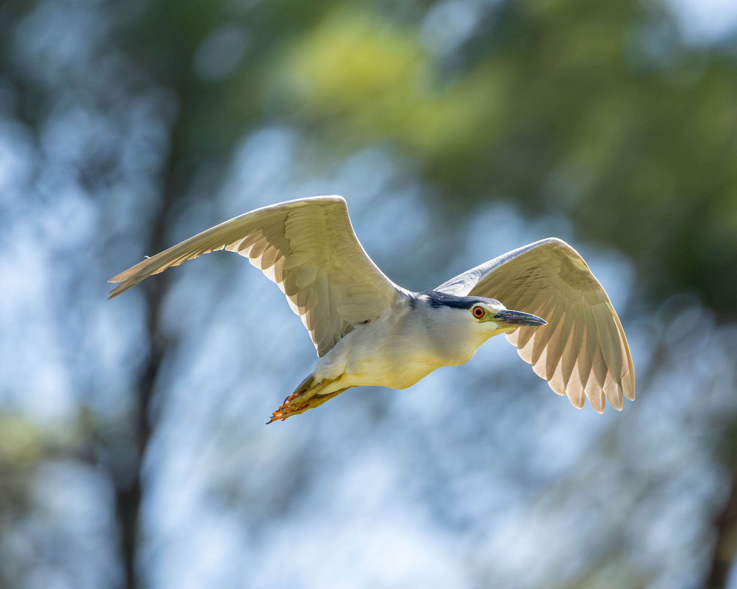 Night Heron