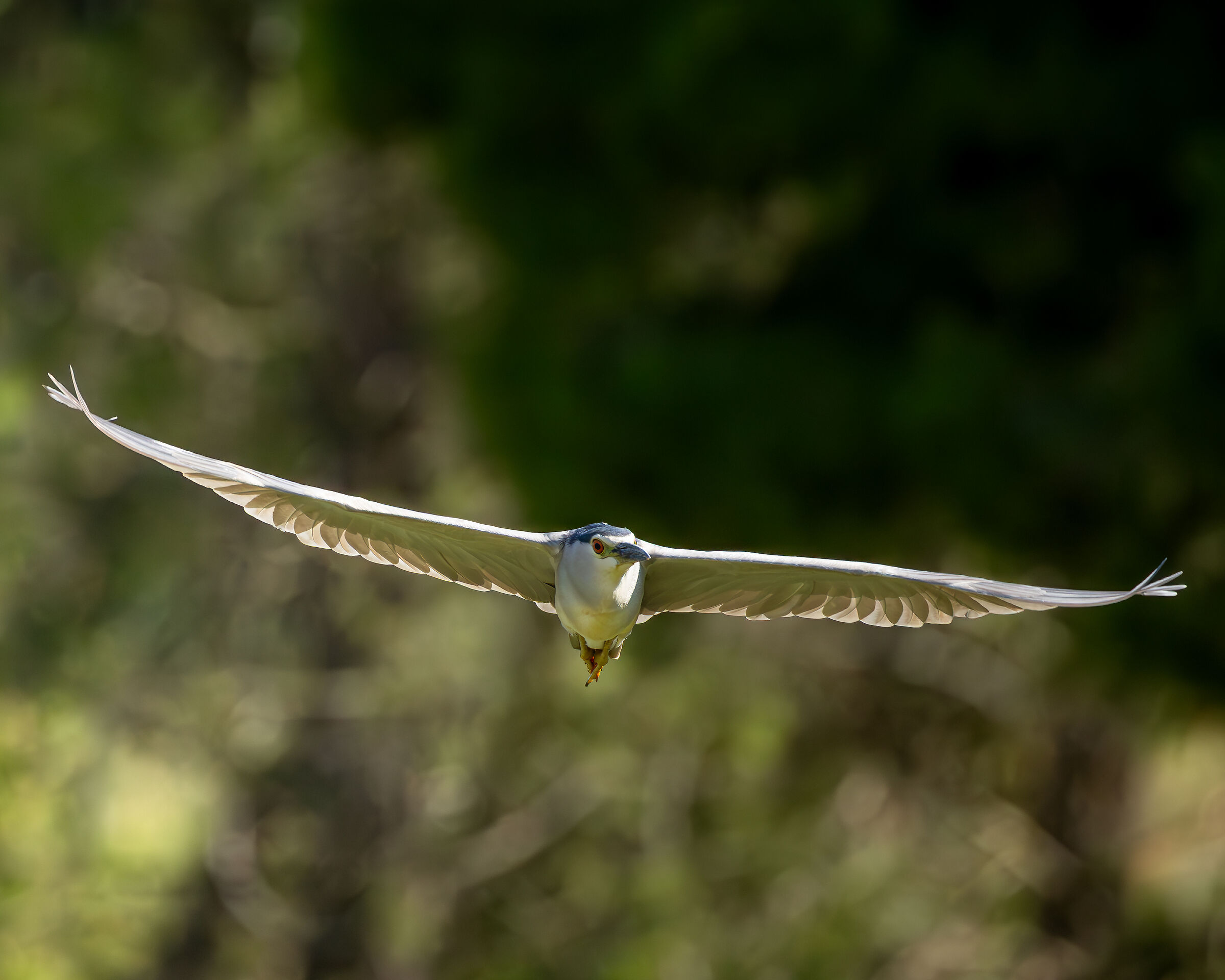 Night Heron in frontal flight