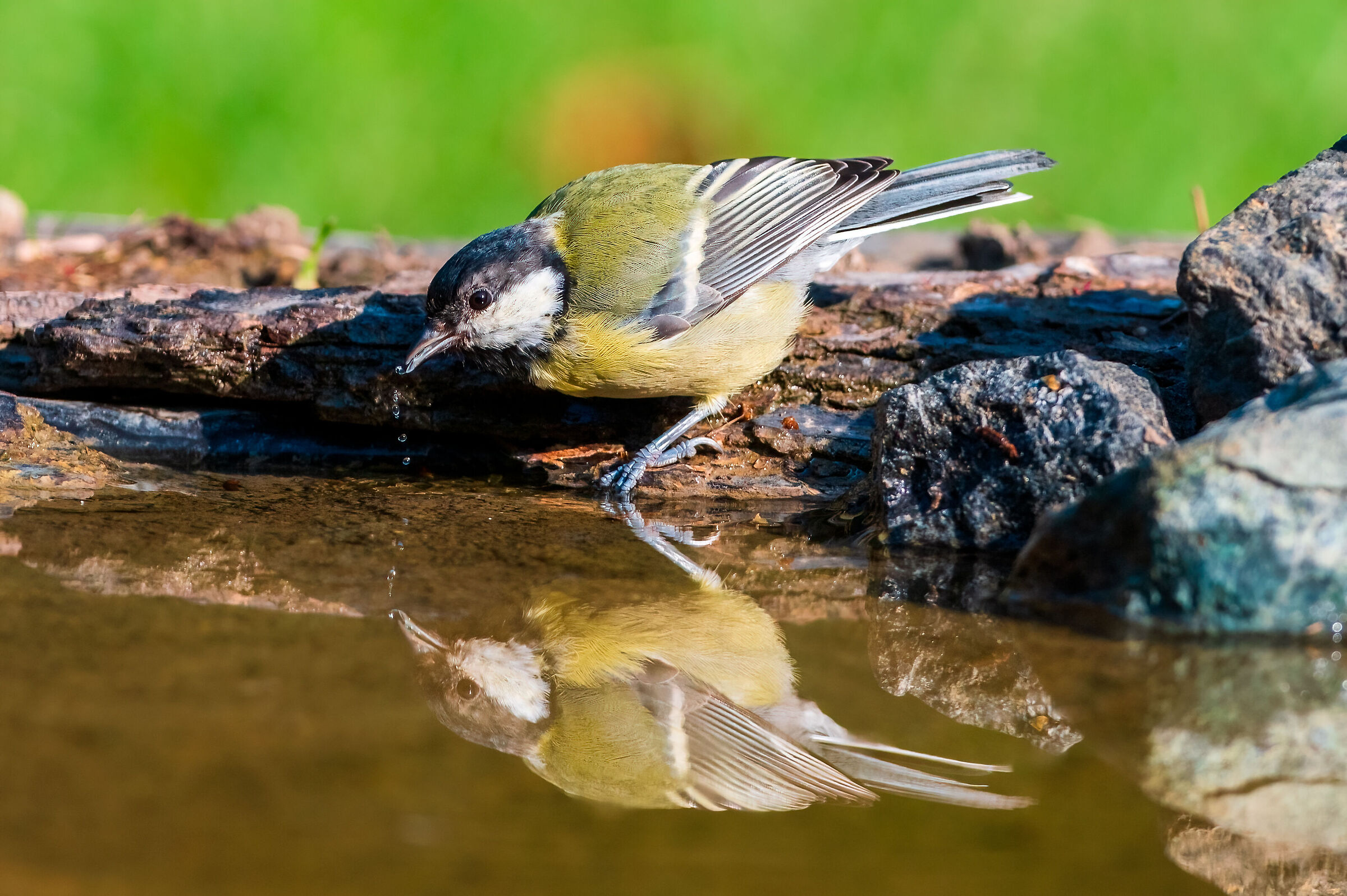 L'abbeverata della cinciallegra