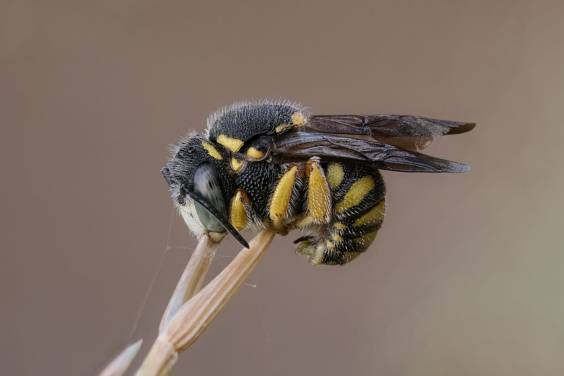 Anthidium oblongatum