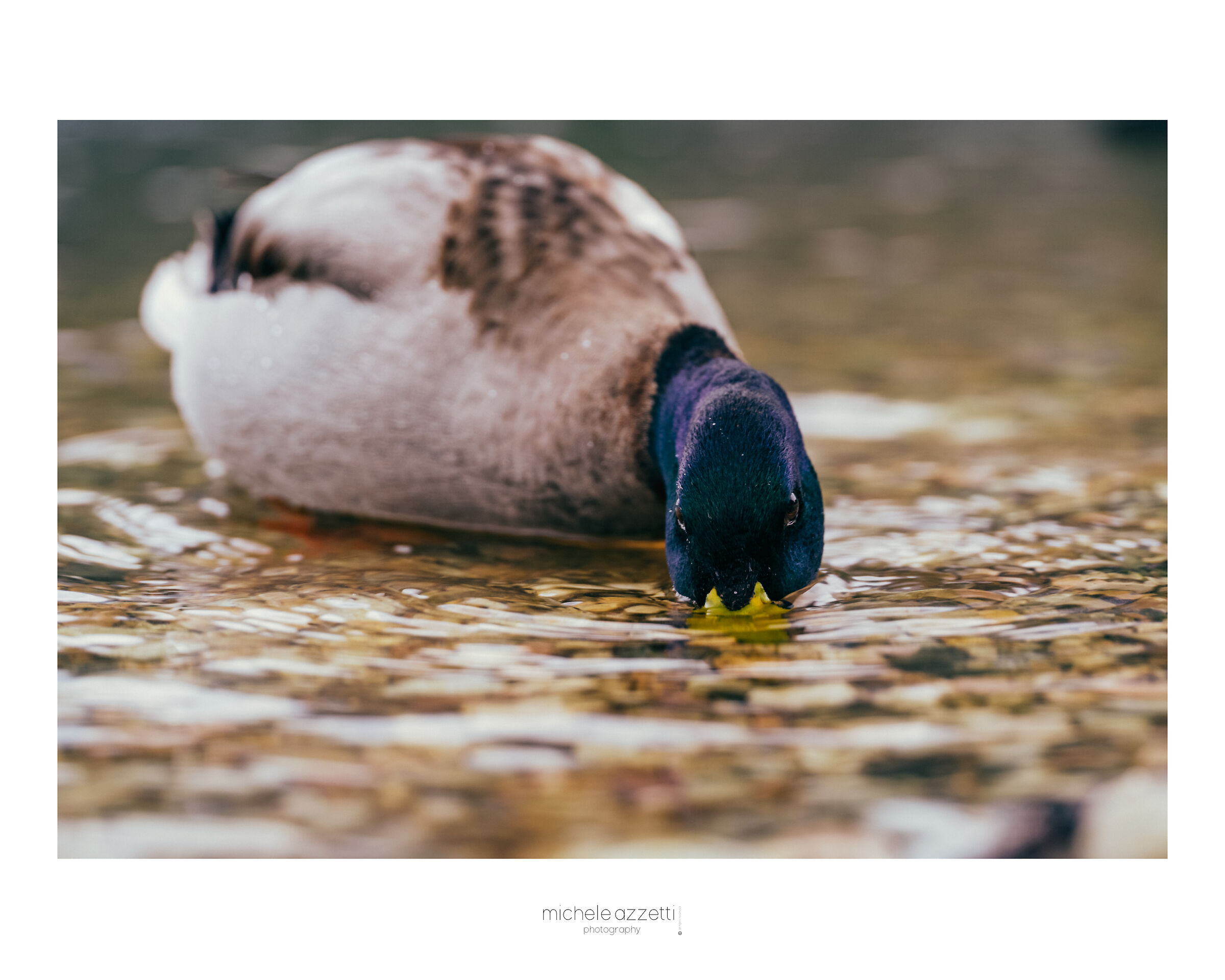 Mallard