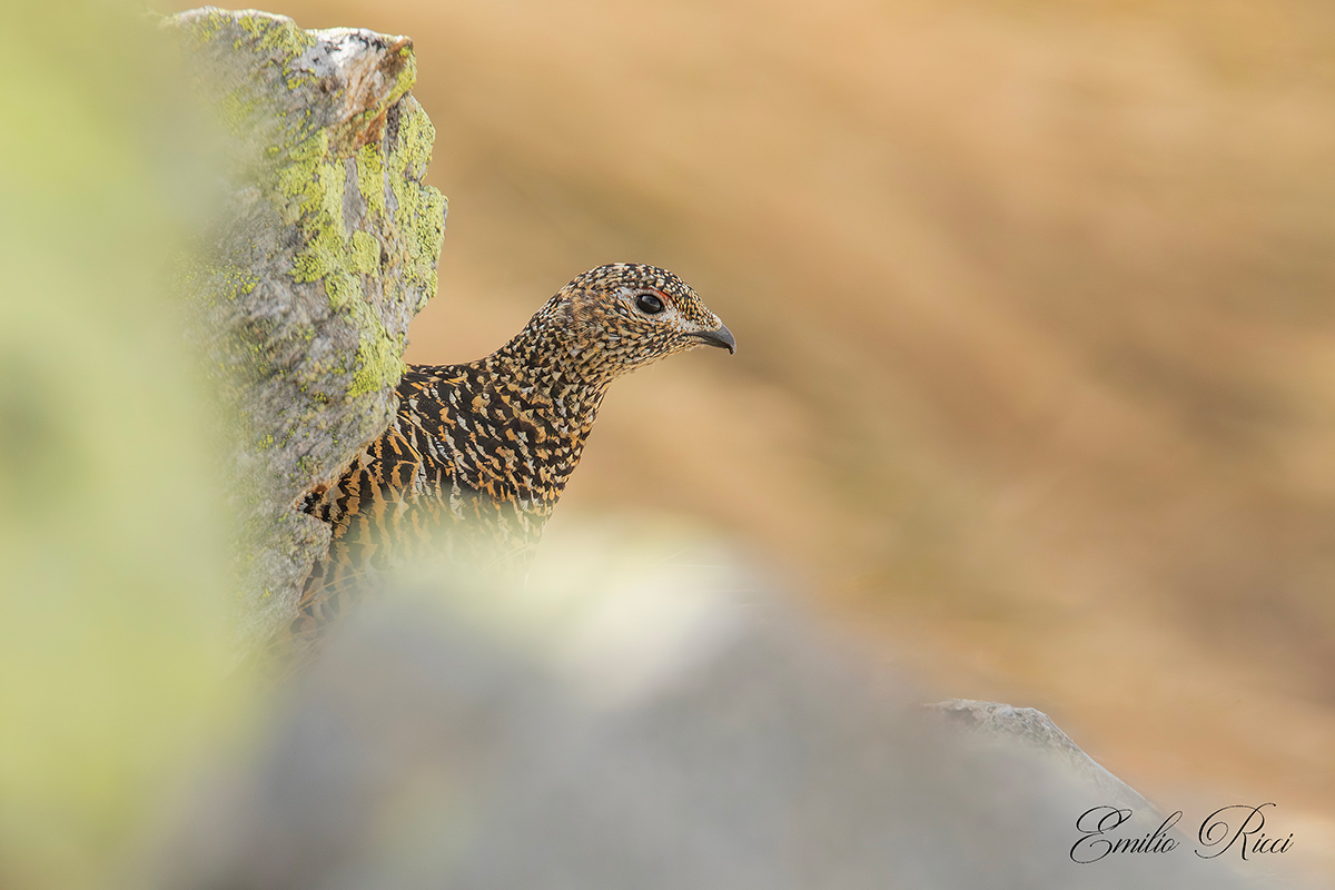Ptarmigan
