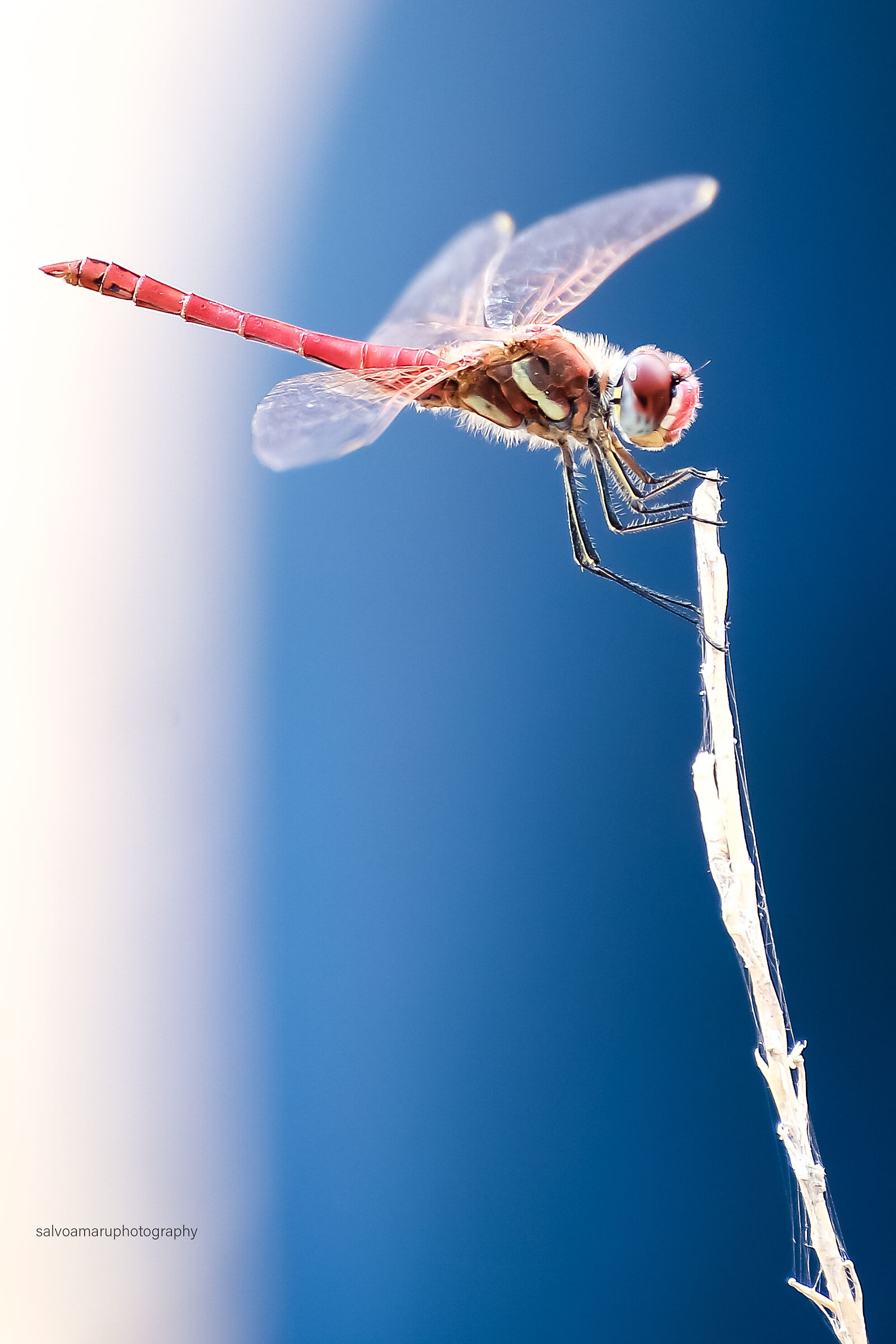 Red dragonfly