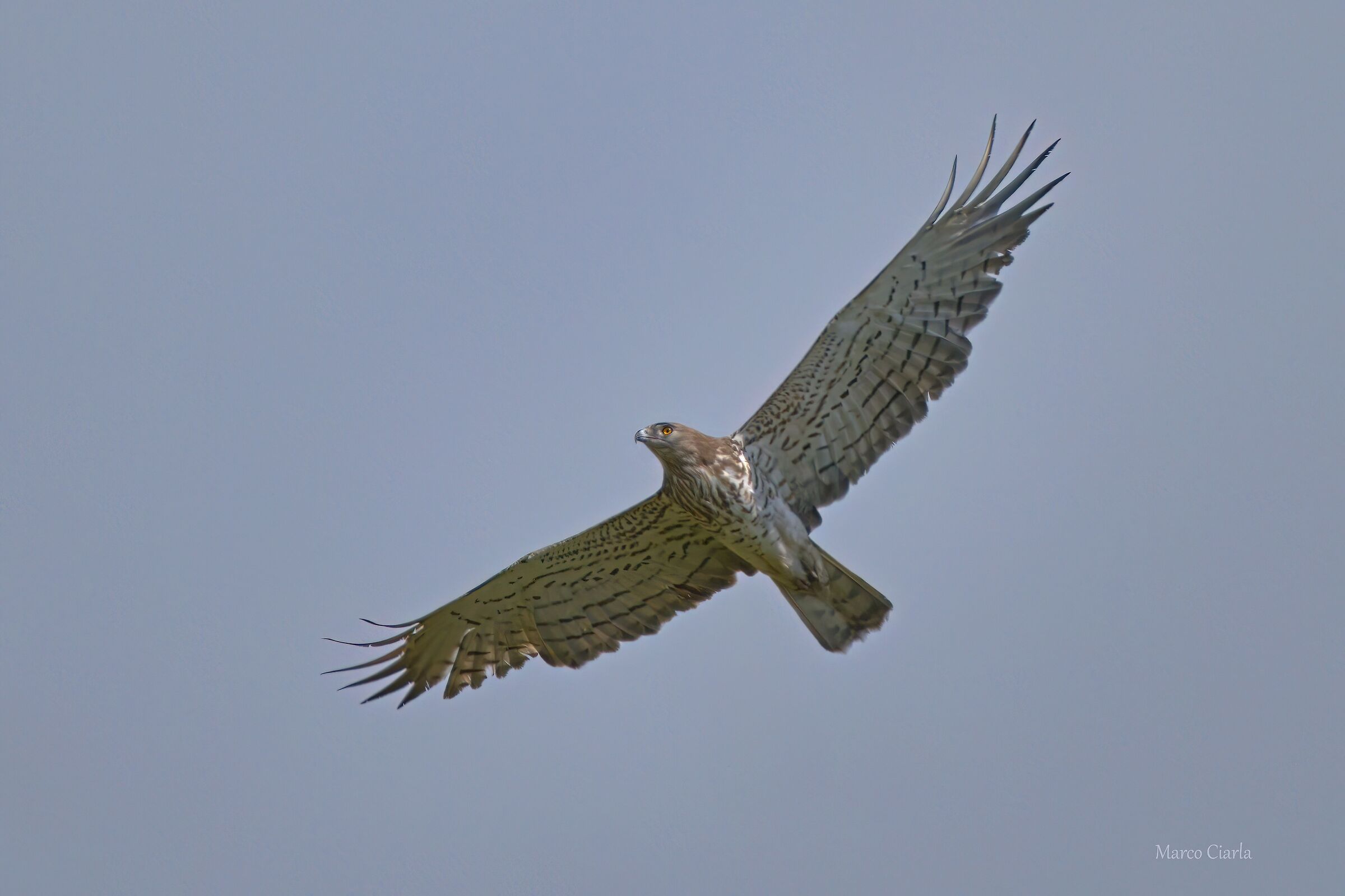 Short-toed Eagle (Circaetus gallicus)
