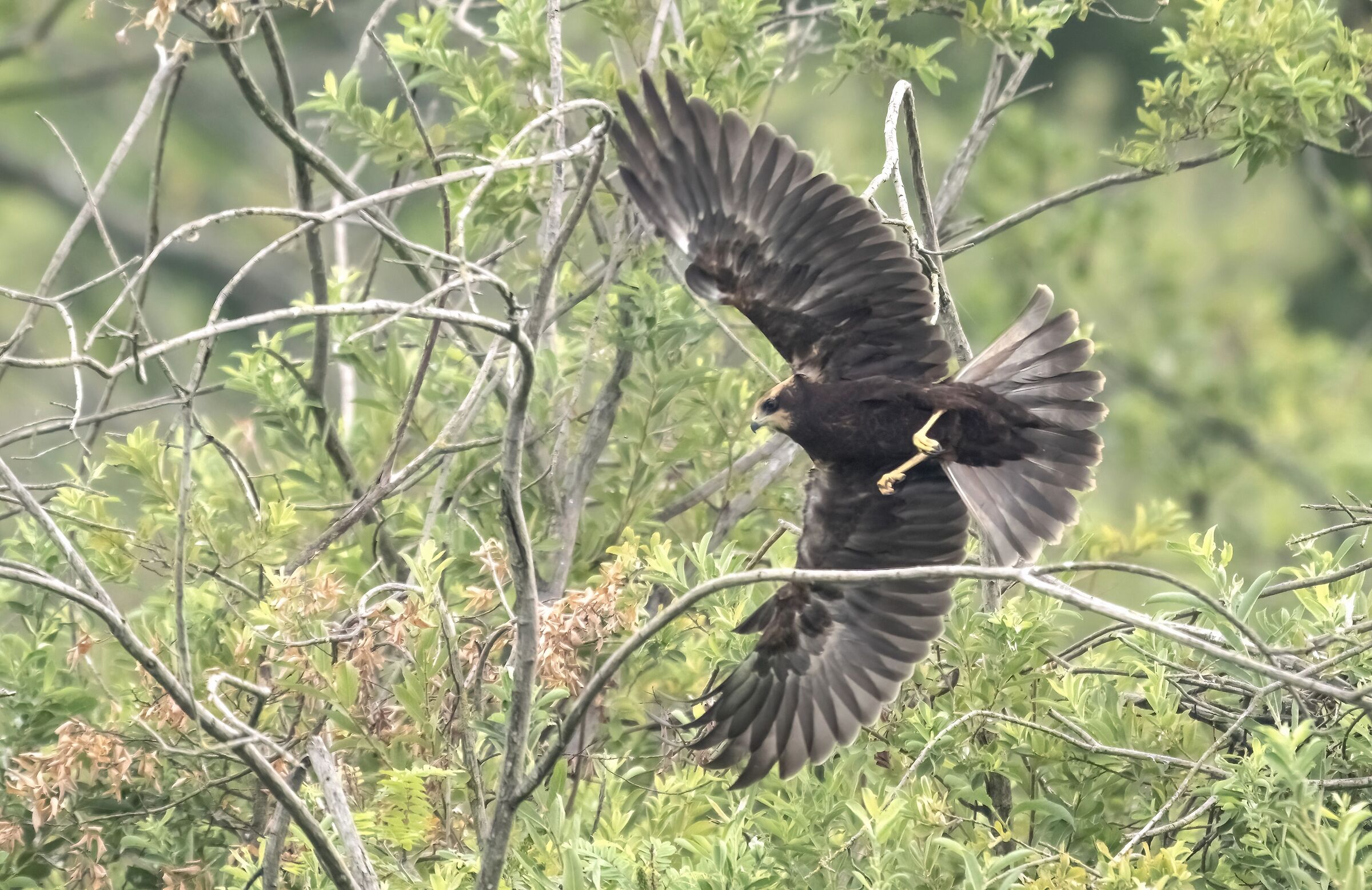 Falco di palude