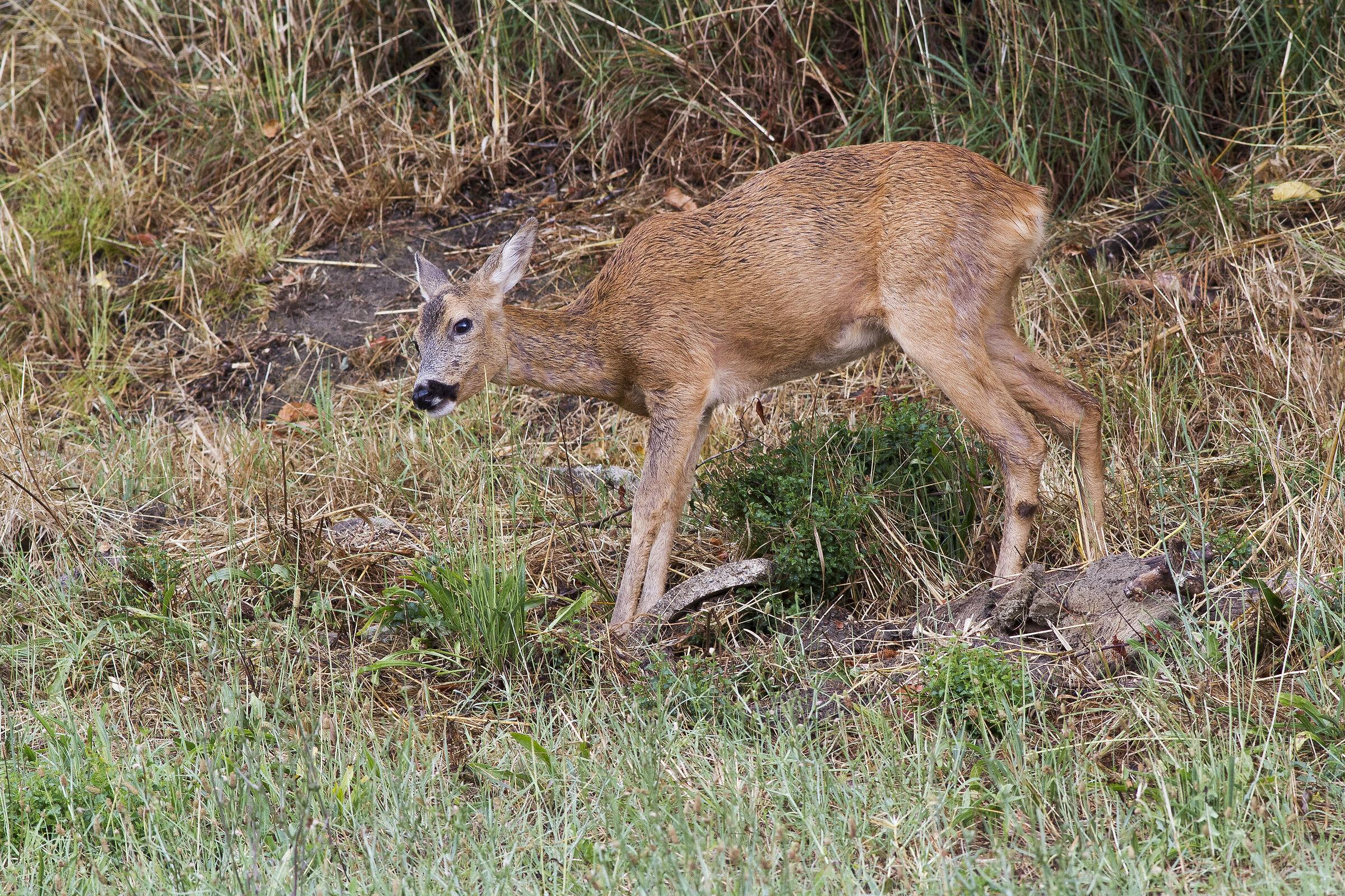 Female roe deer