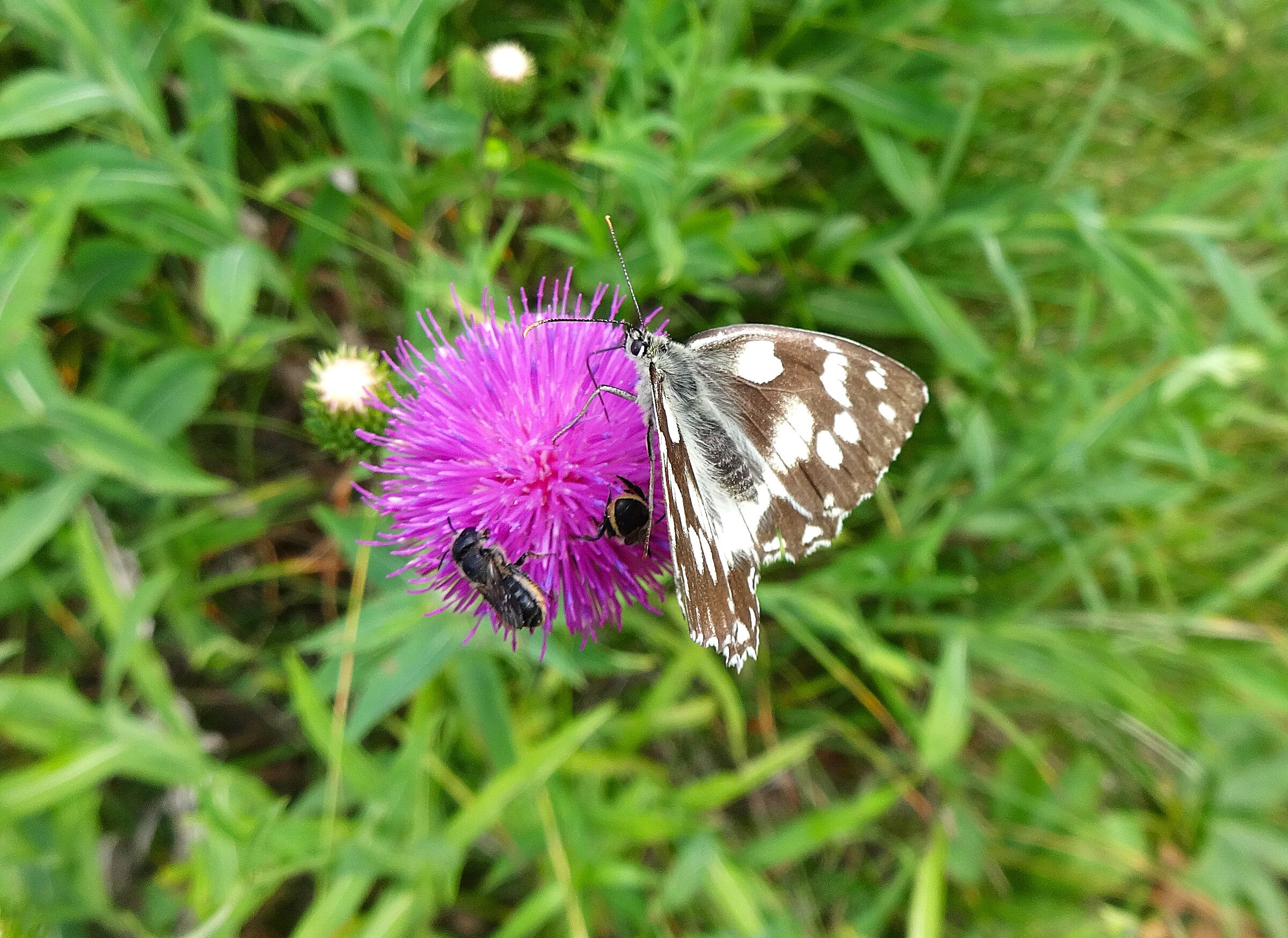 Melanargia Galathea