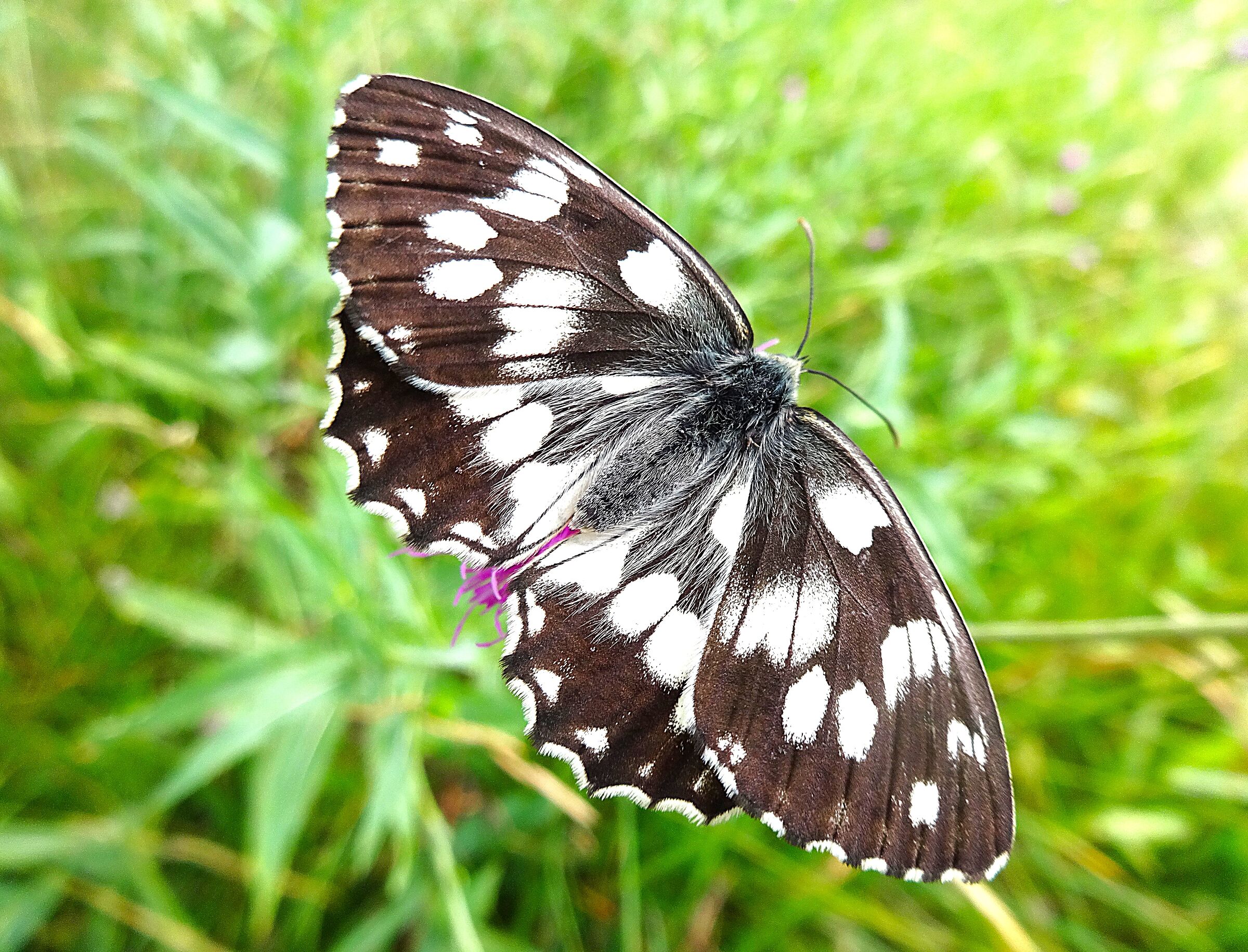 Melanargia Galathea