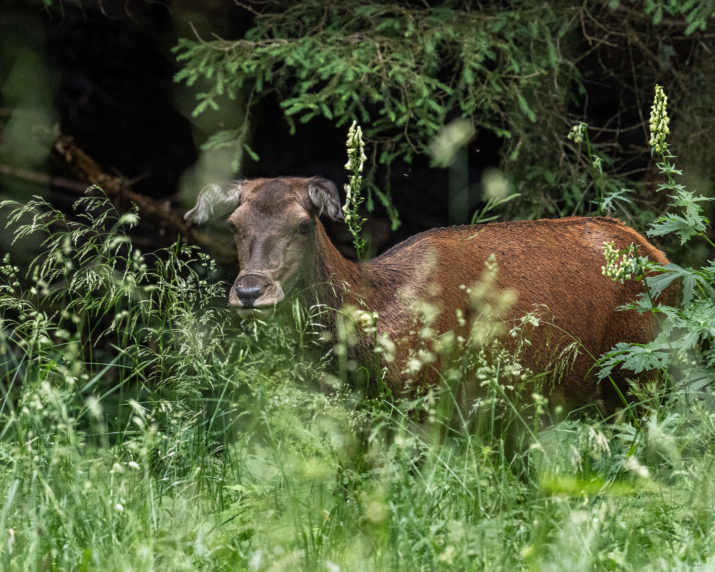 Close encounter with a Doe