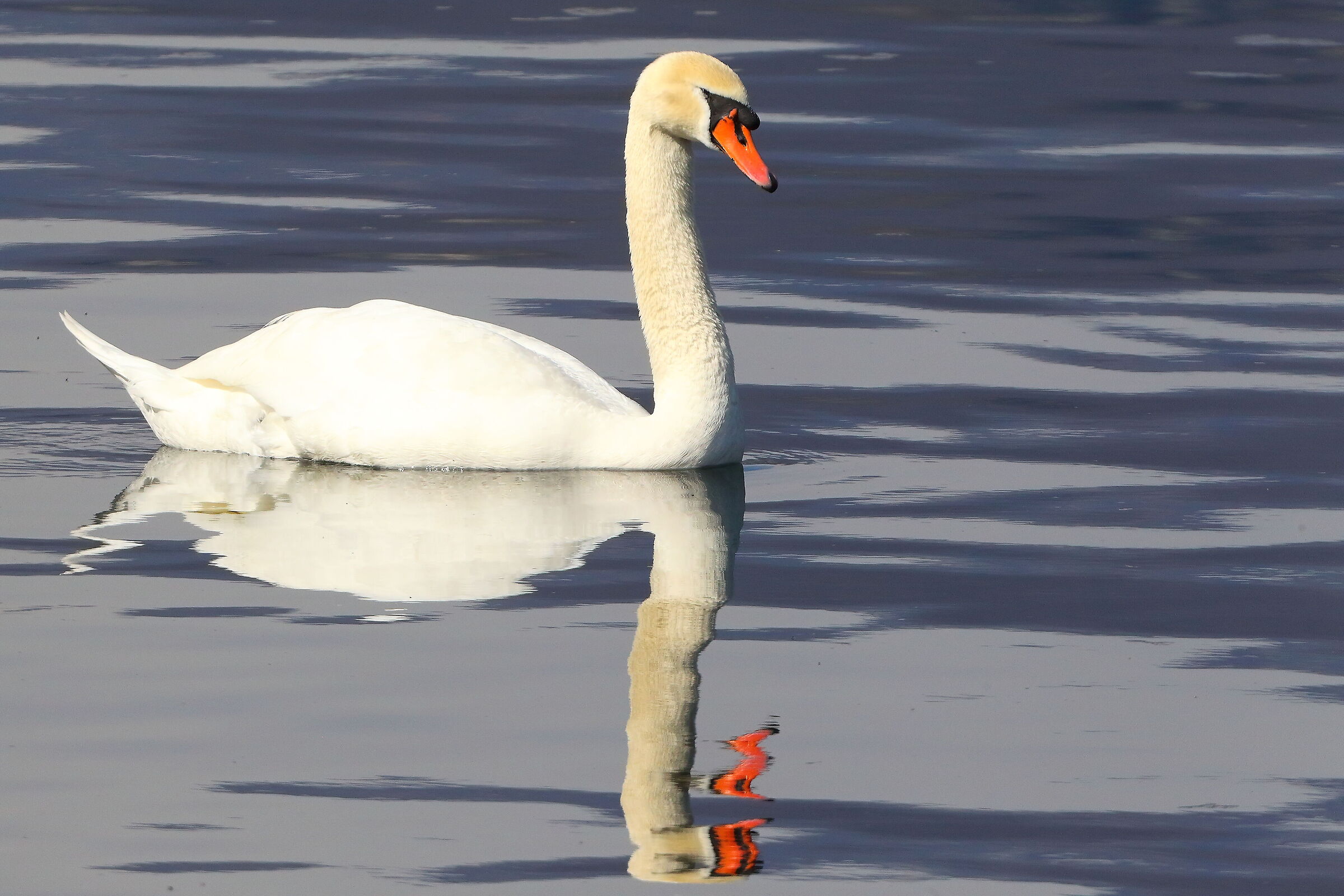 Cigno R 28 marzo 2025 - 0001