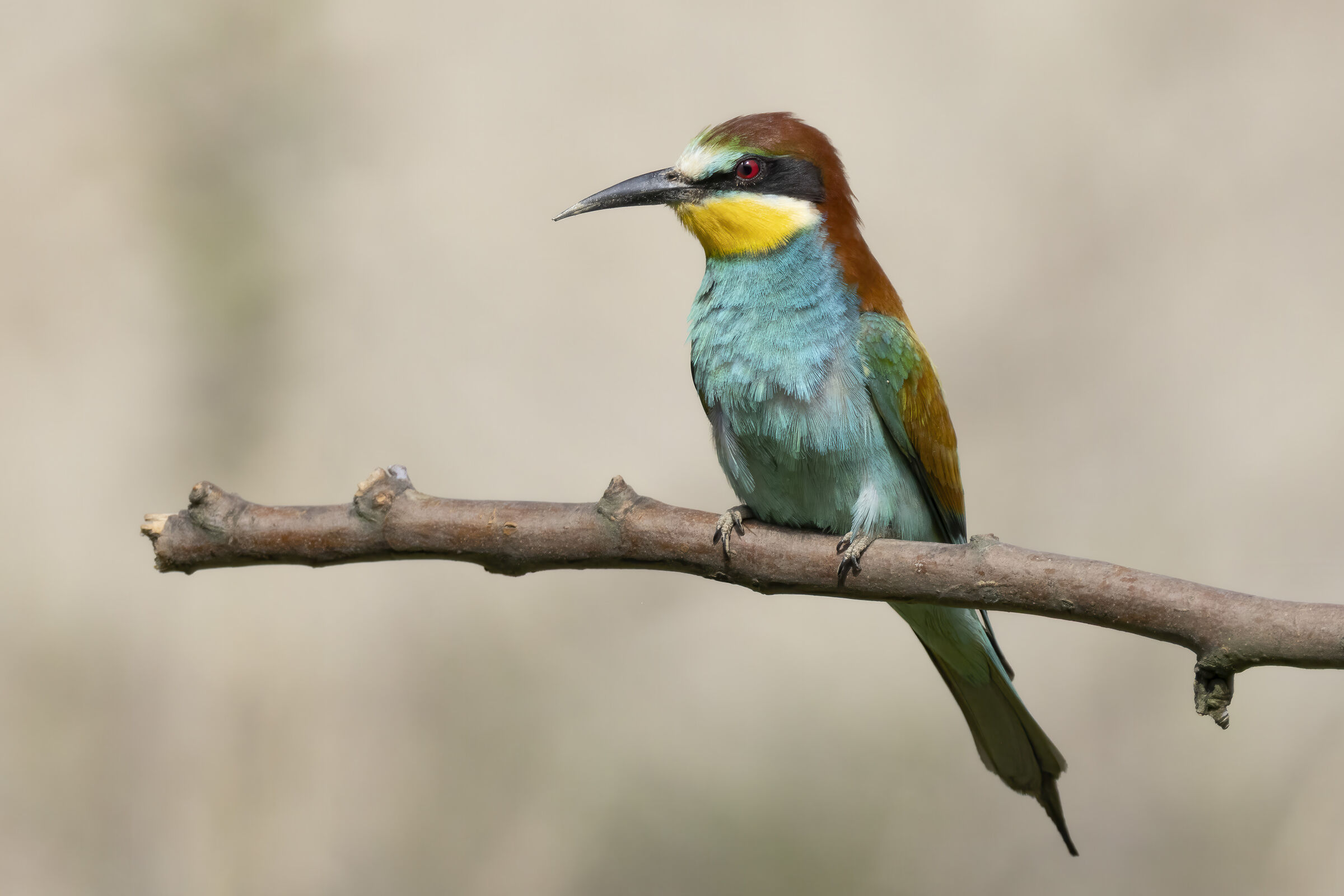 Bee-eater