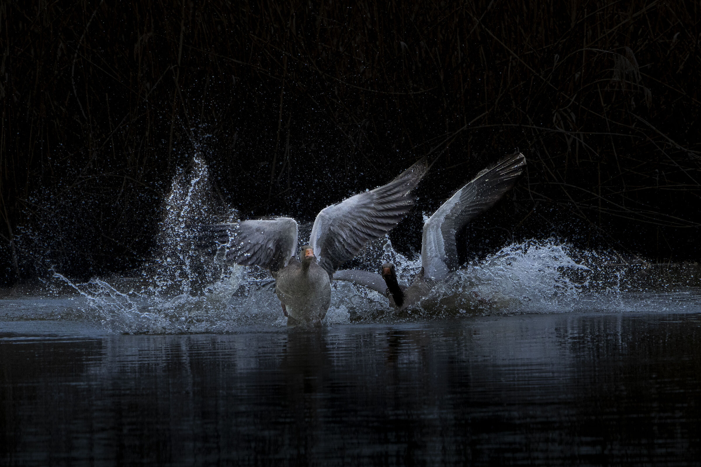 Wild geese