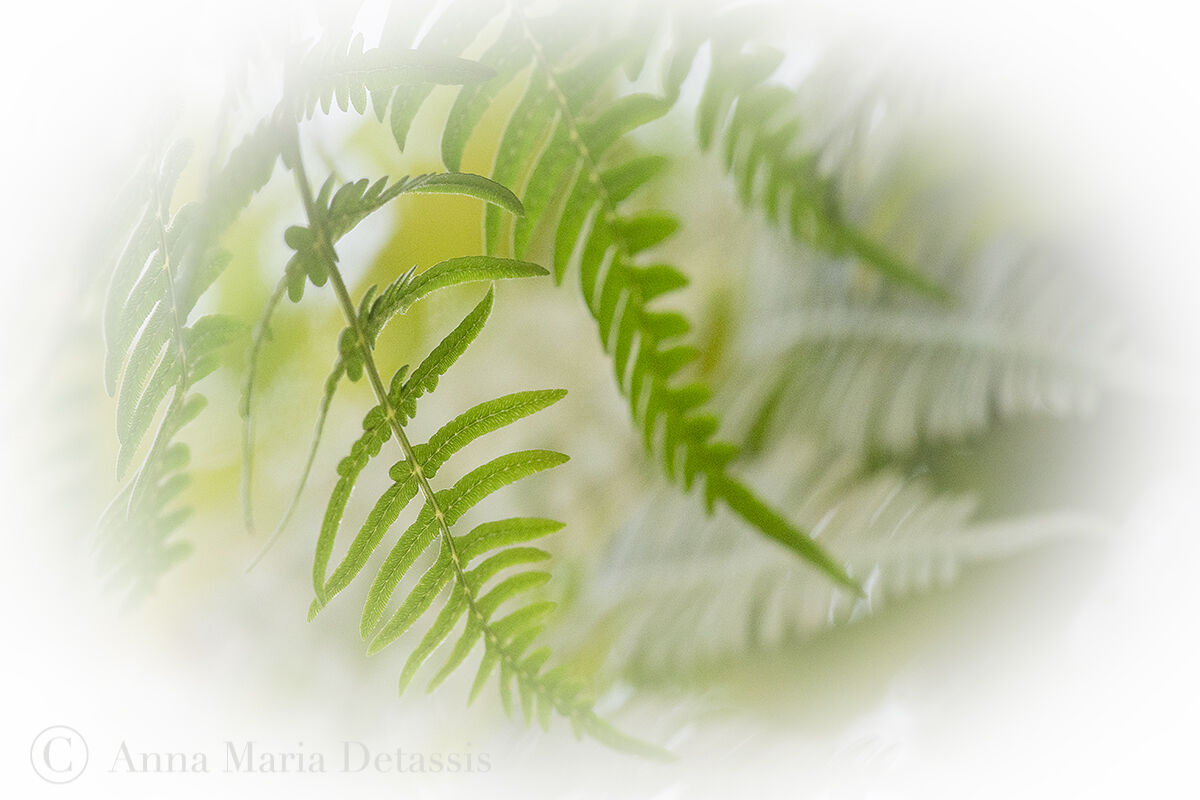 Giocando tra le felci.