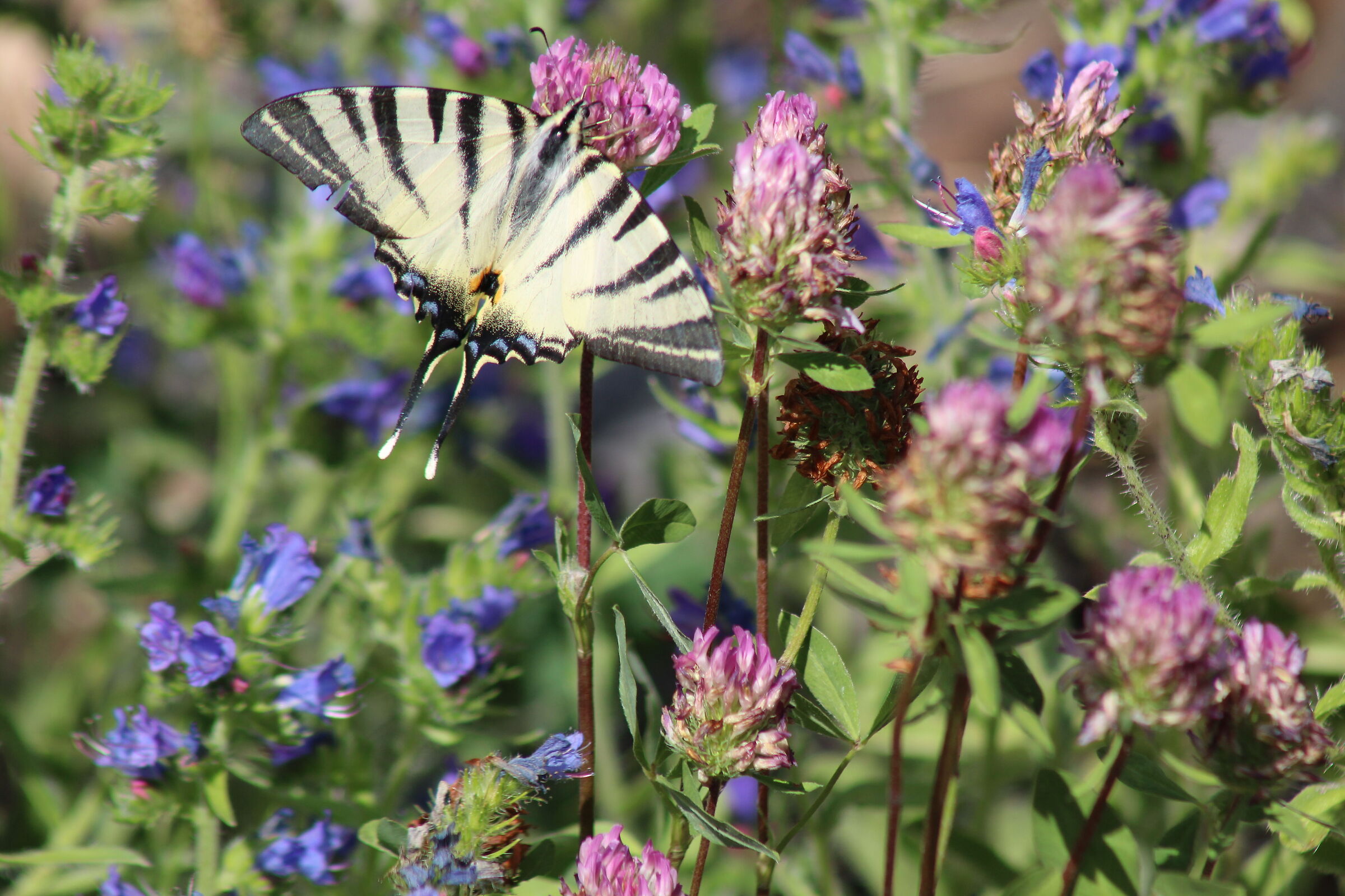 Podalirio. Iphiclides podalirius.