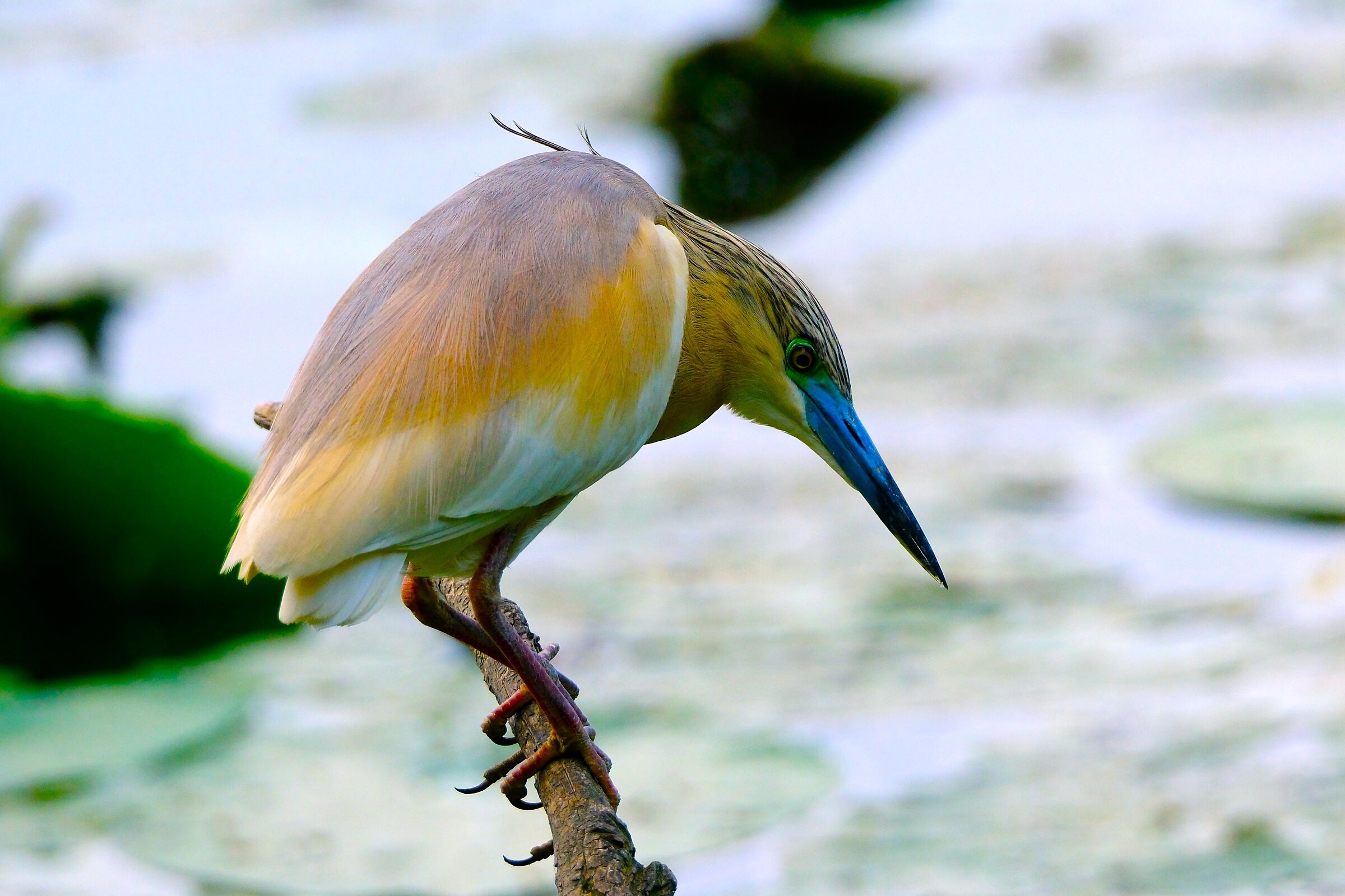 Squacco heron