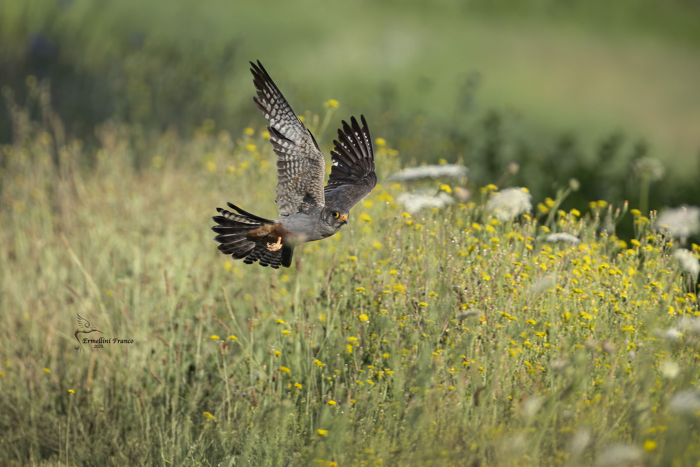 Cuckoo Falcon