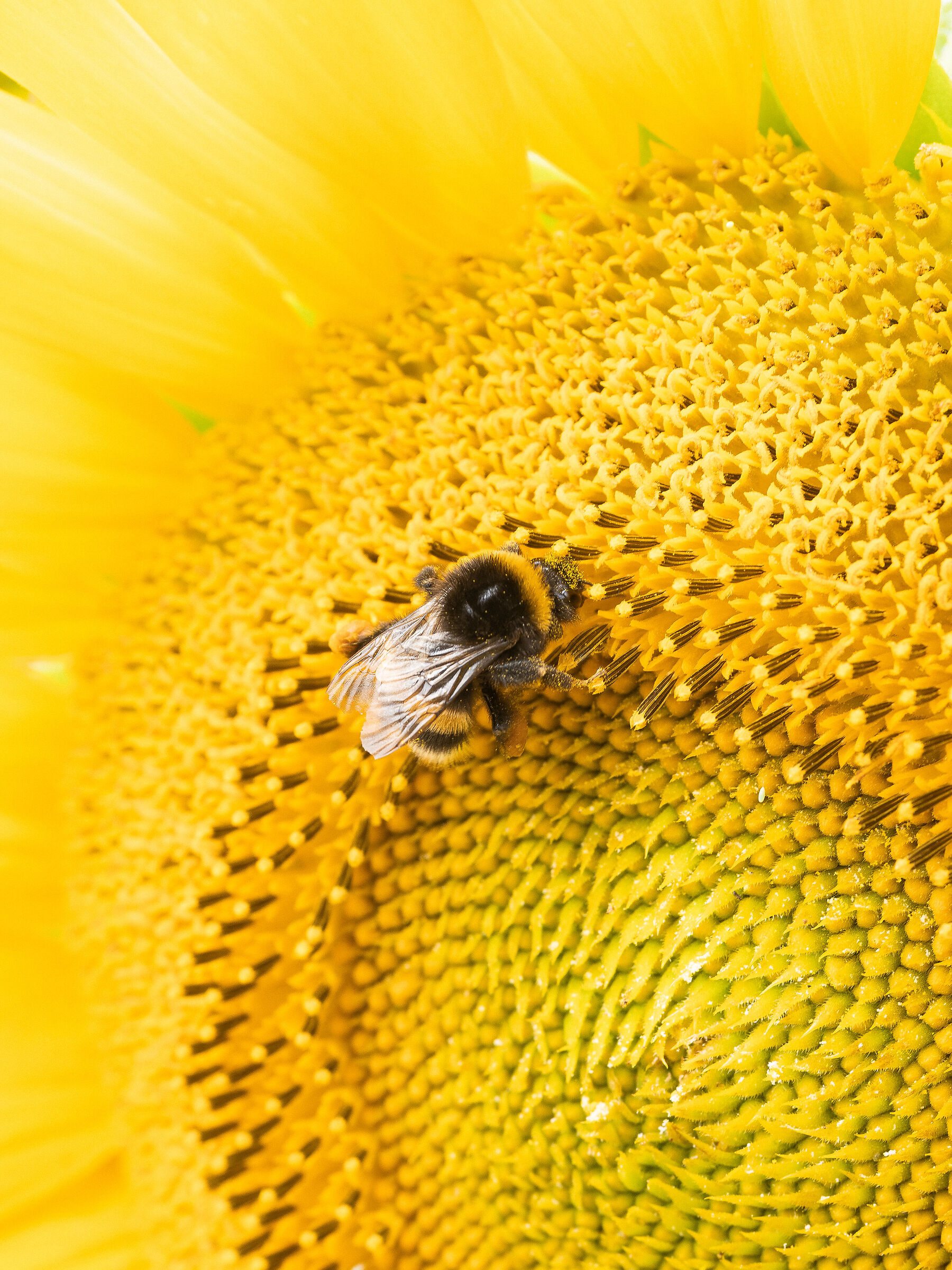 Inzaccherato di polline