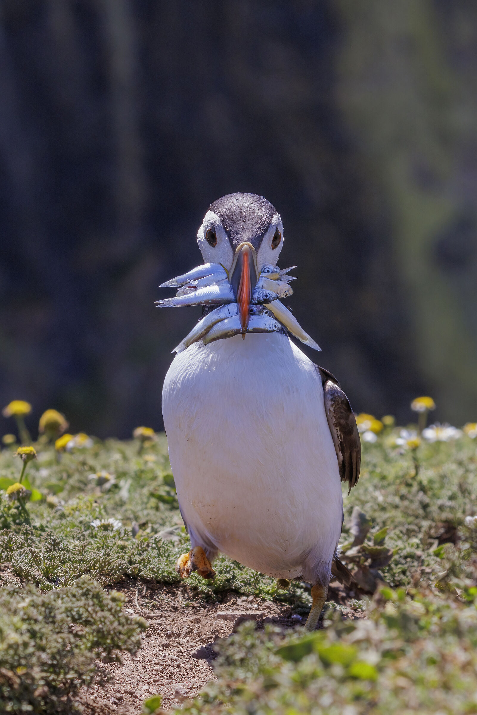 Puffin dopo la spesa