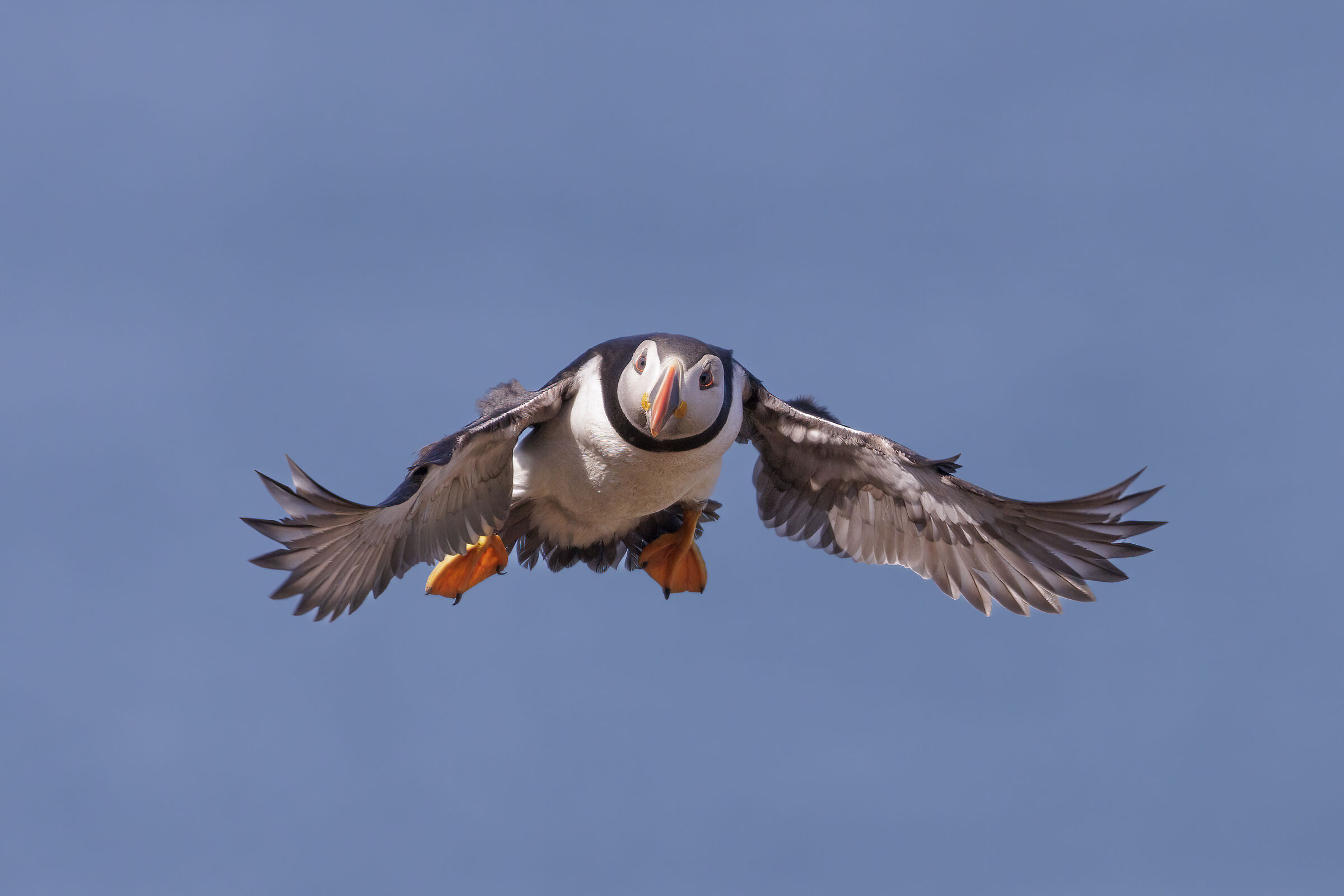 Vo la reeeee ohoh...