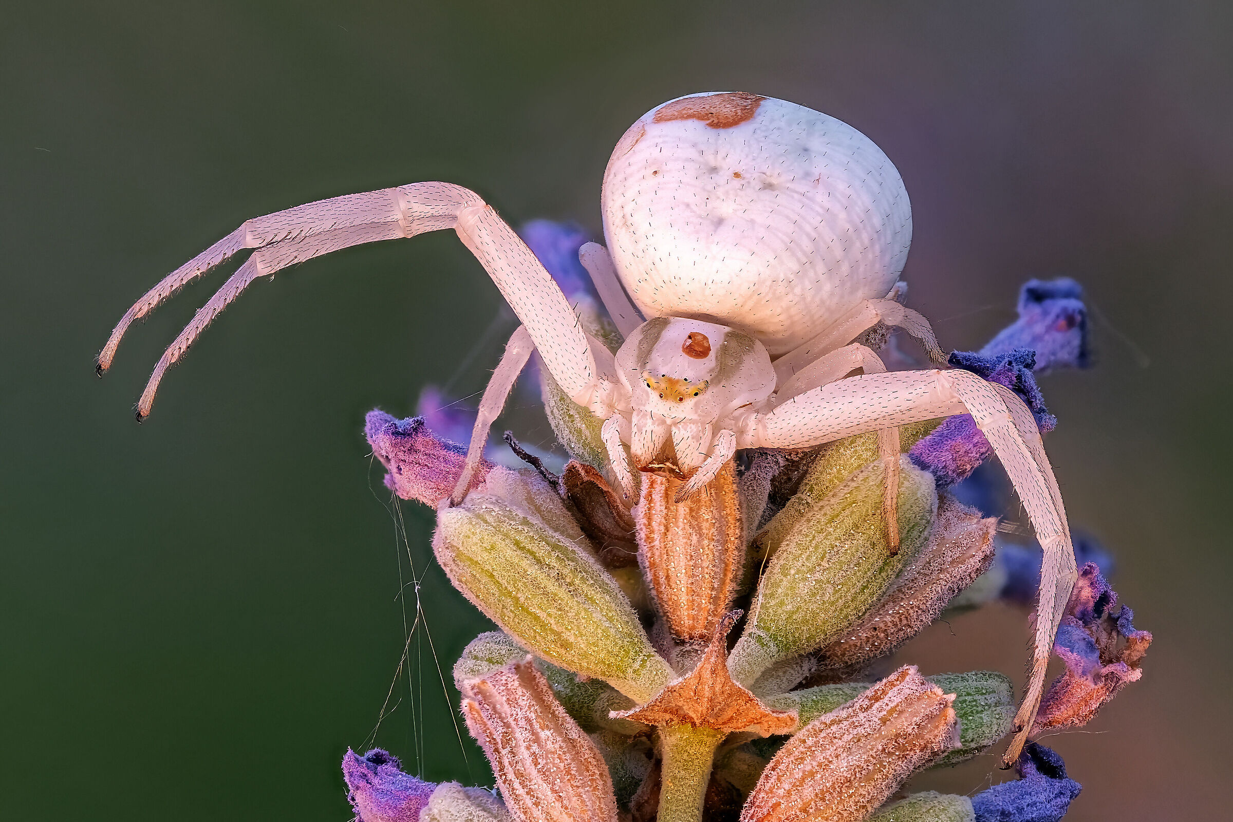 Misumena vatia