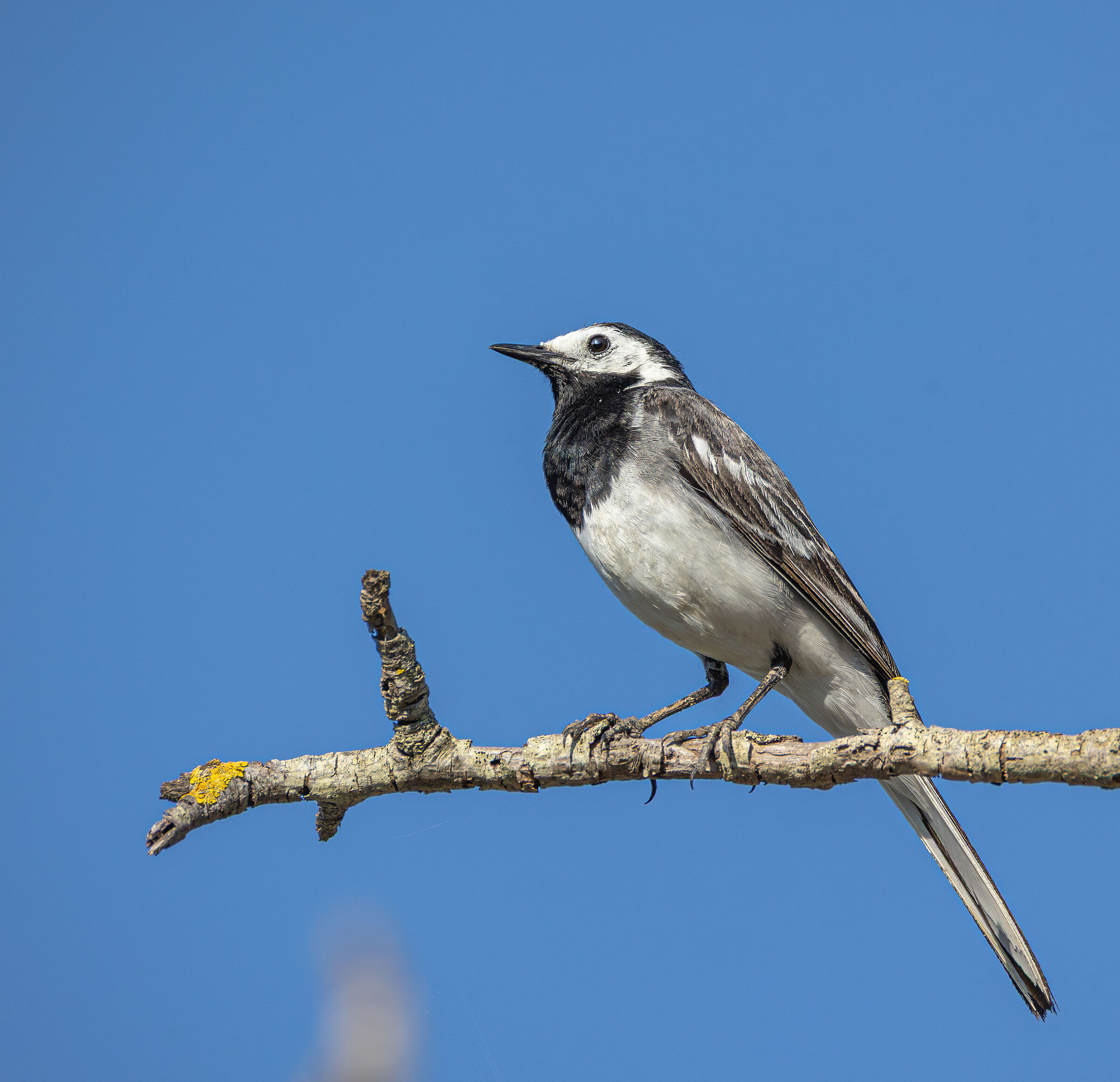 White wagtail
