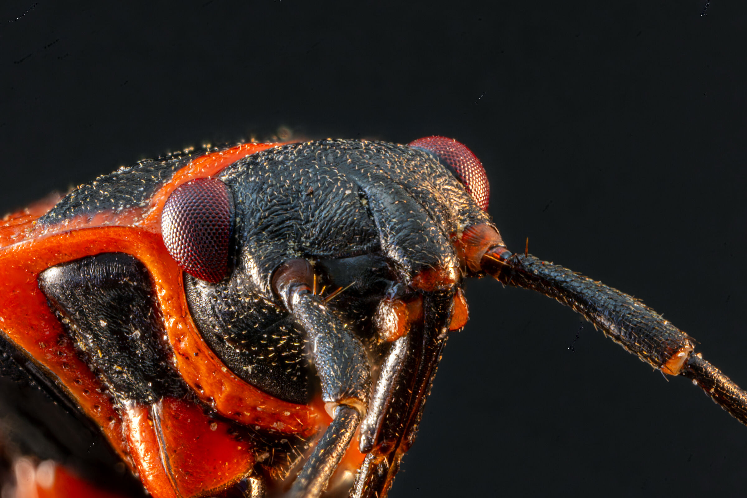 Firebug (Pyrrhocoris apterus)