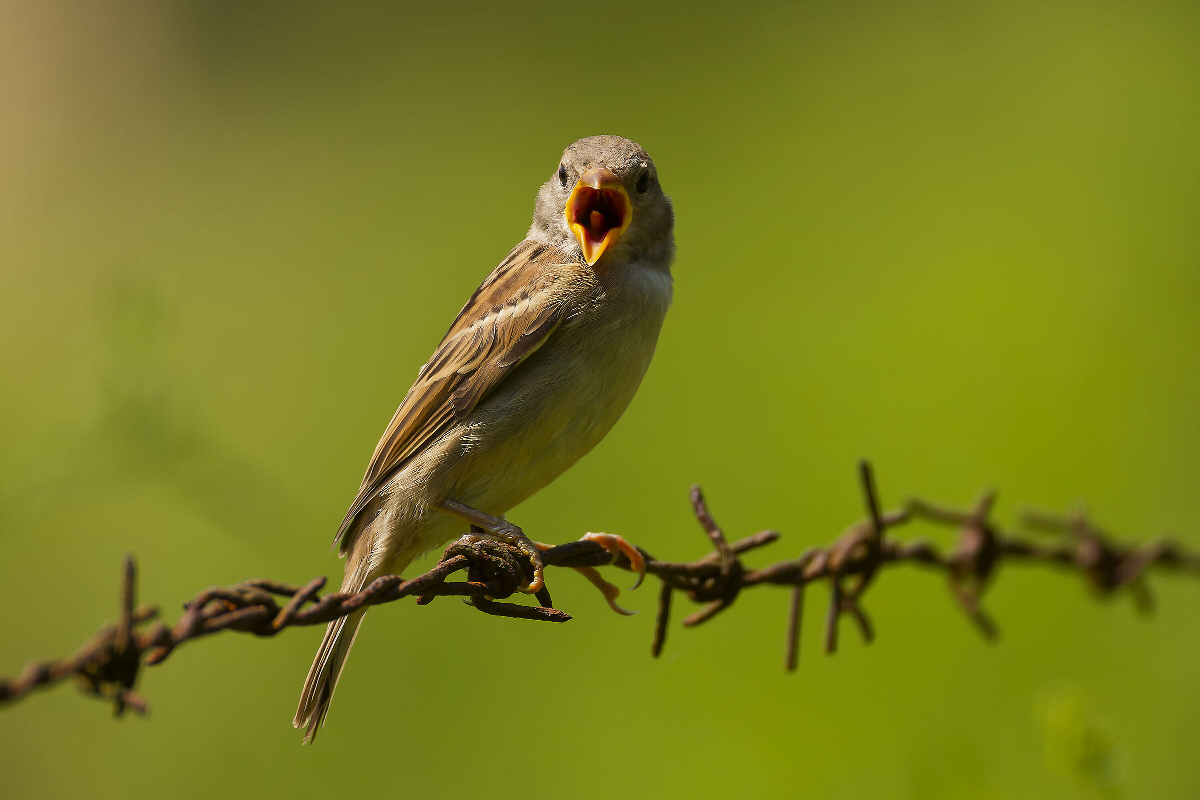 The chirping of the sparrow