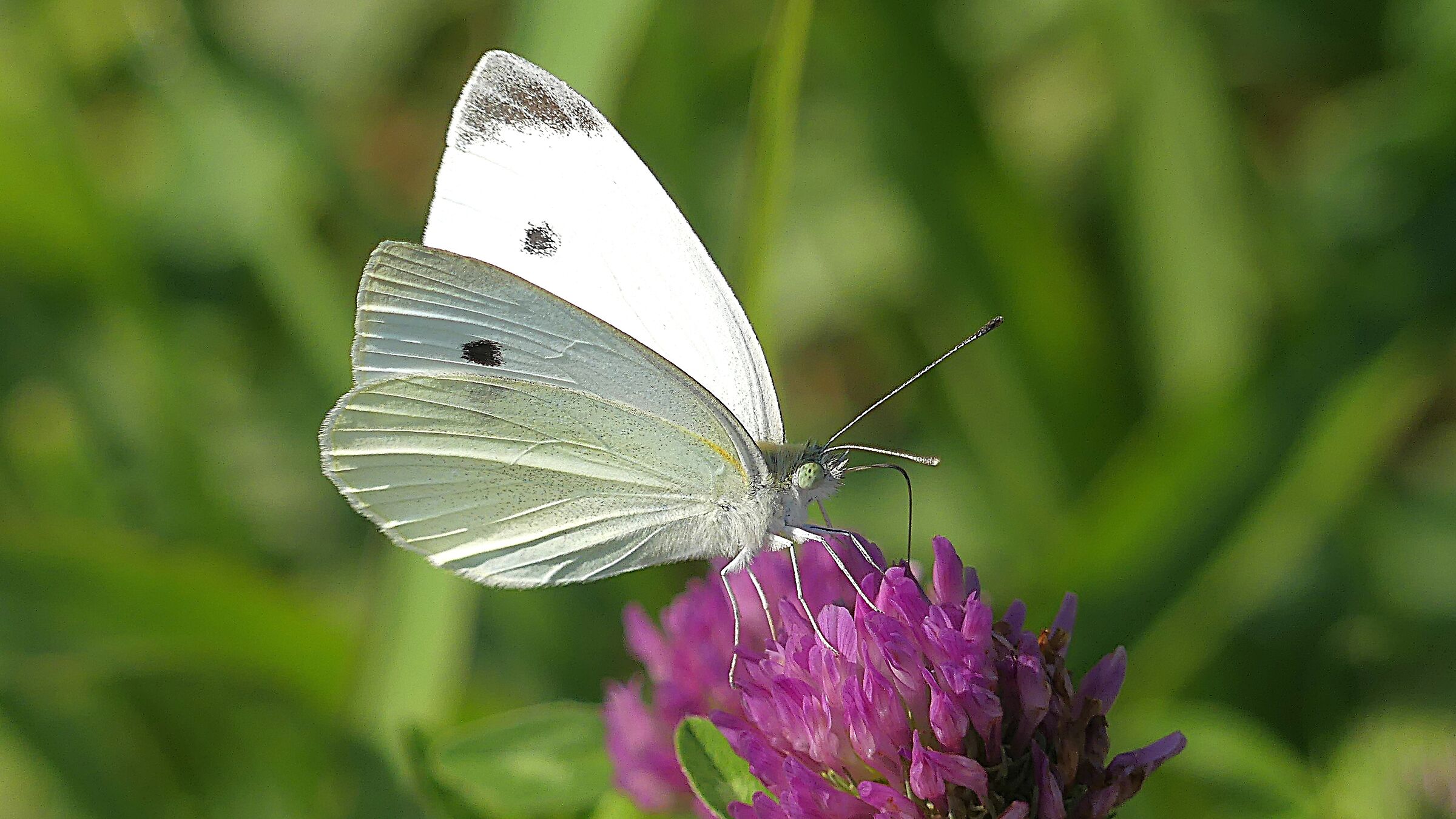 Pieris brassicae