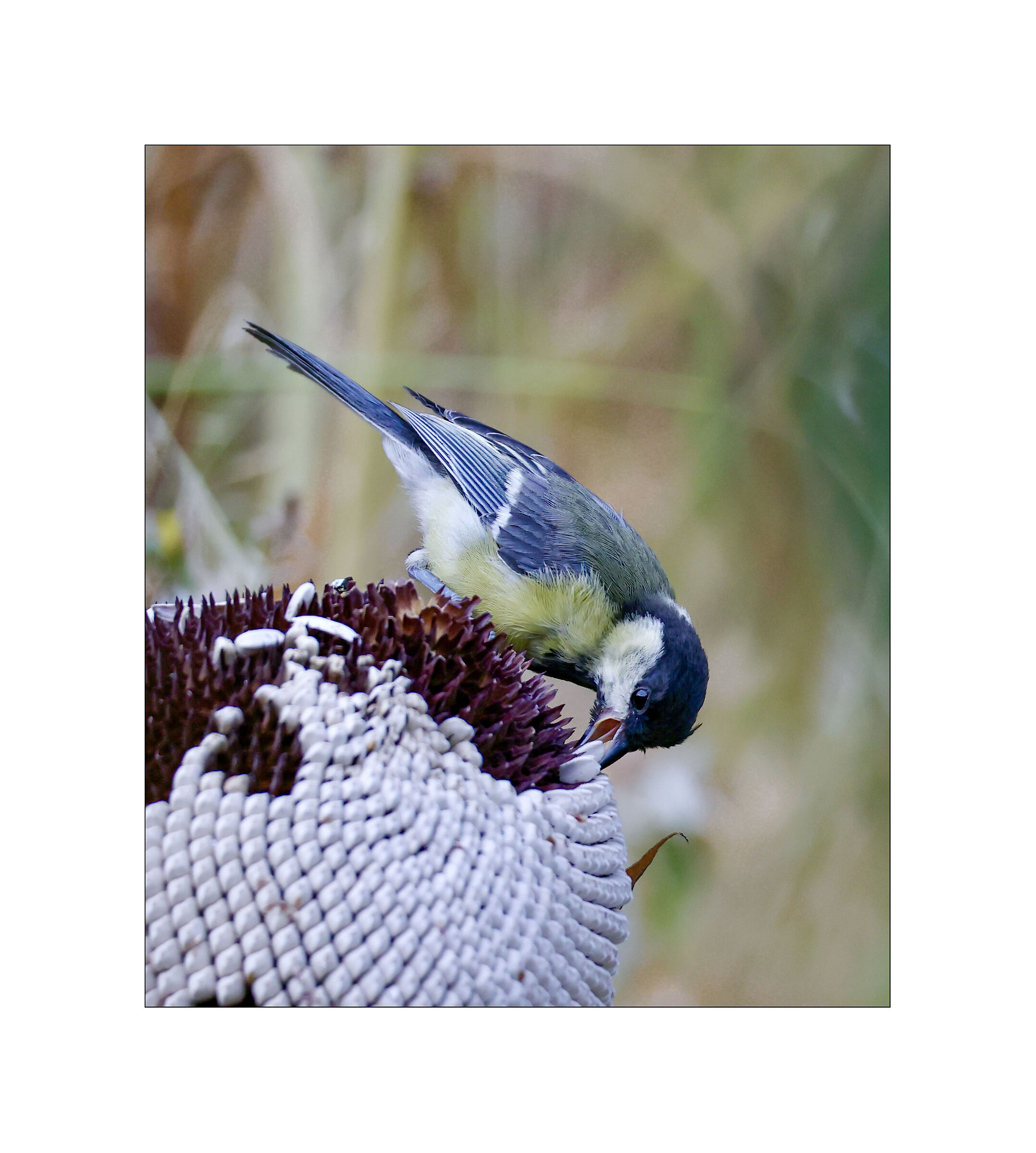 Great Tit