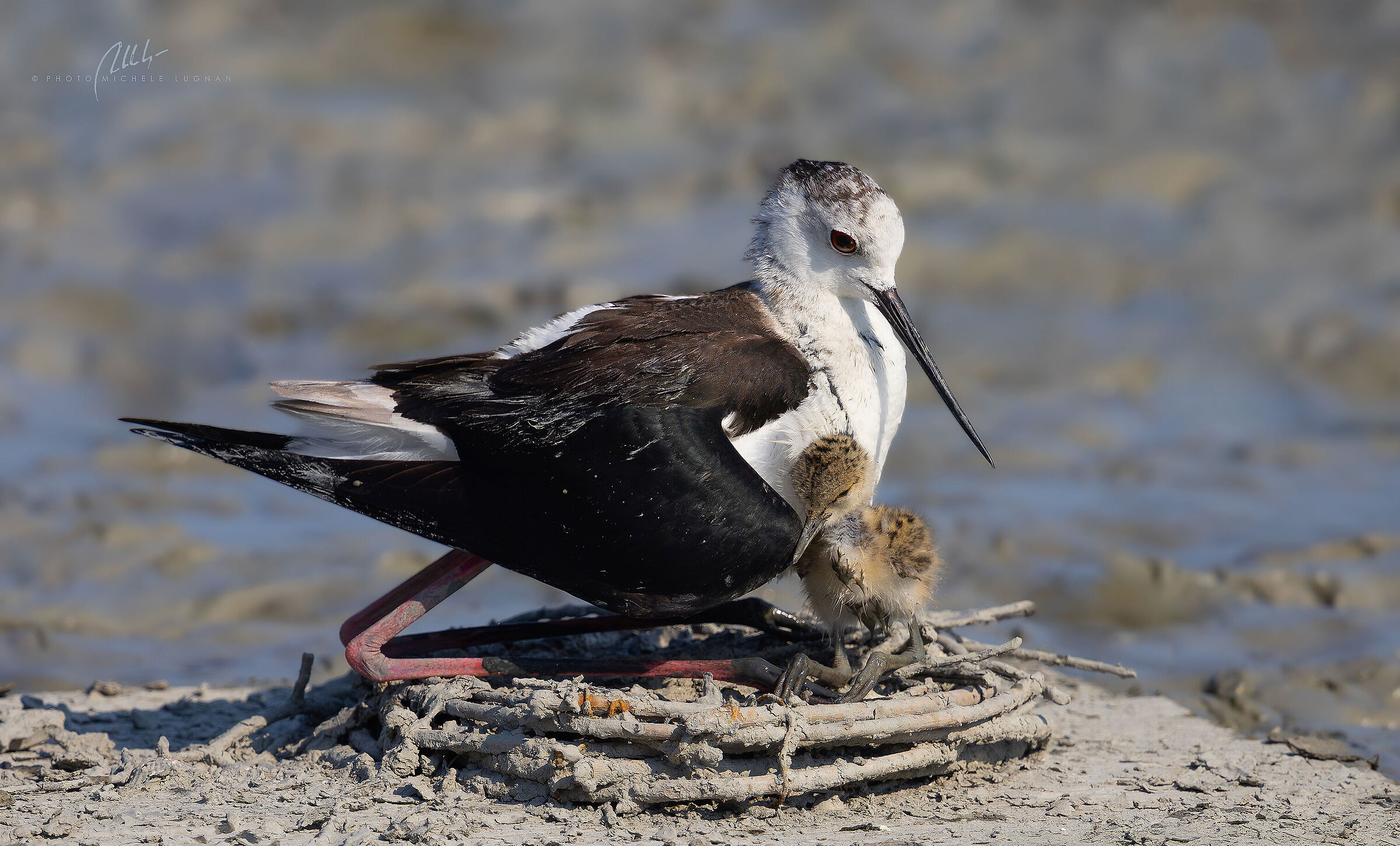 Black-winged Stilts