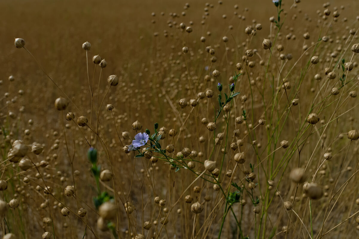 Flax