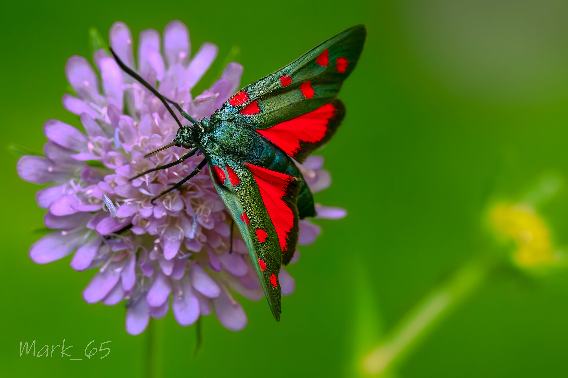 Zygaena filipendula