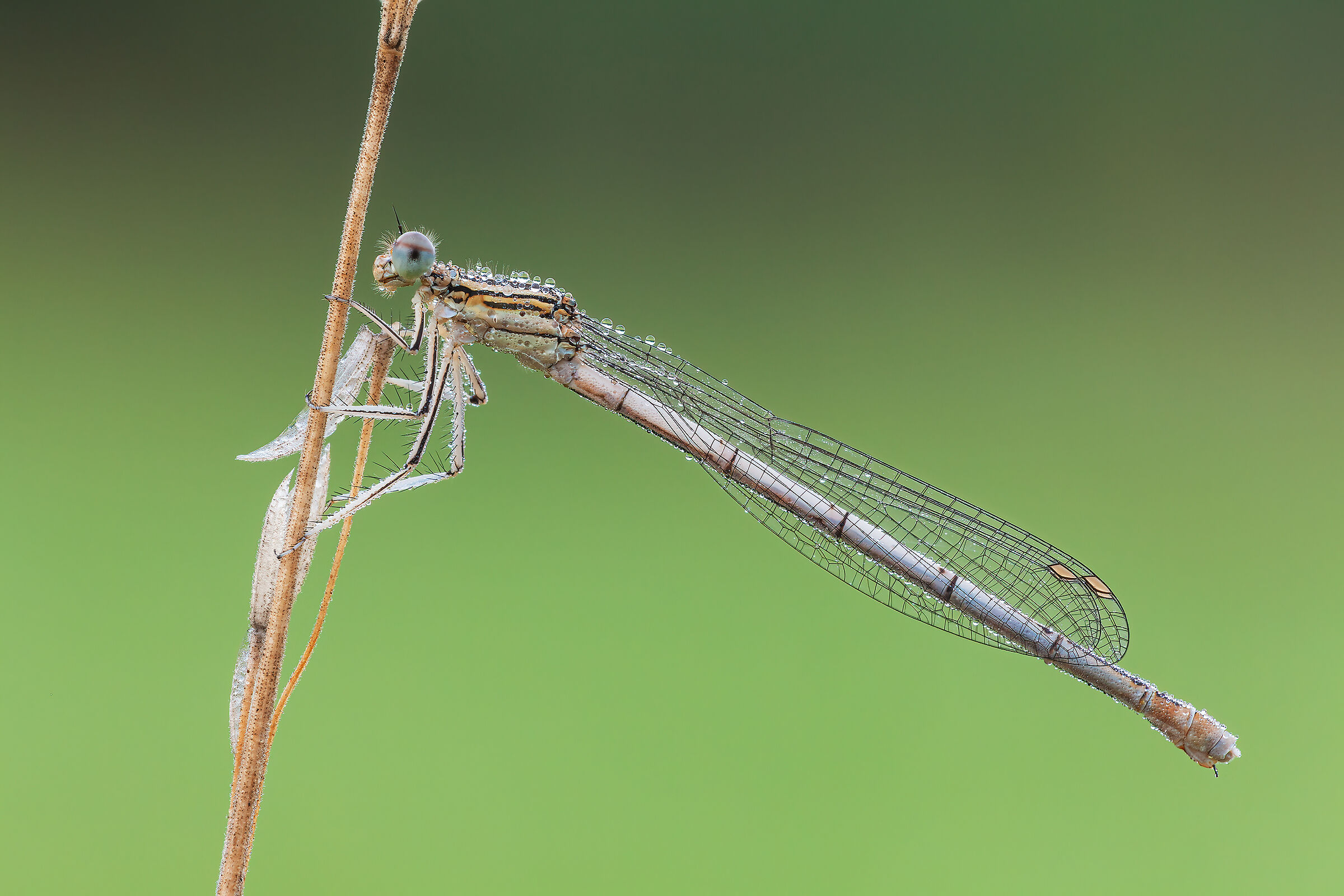 Platycnemis pennipes