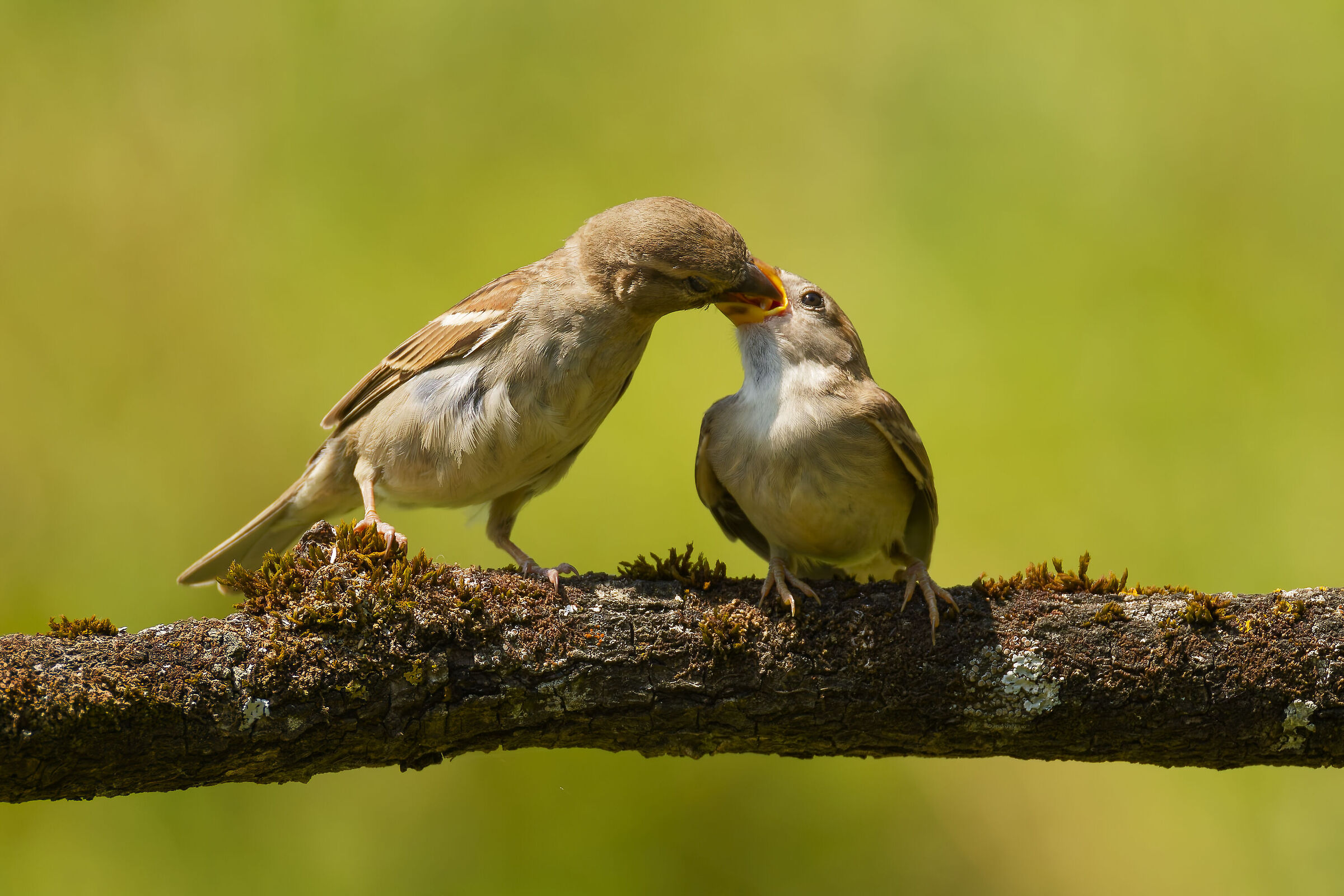 Italian Sparrow f. feeds the little one