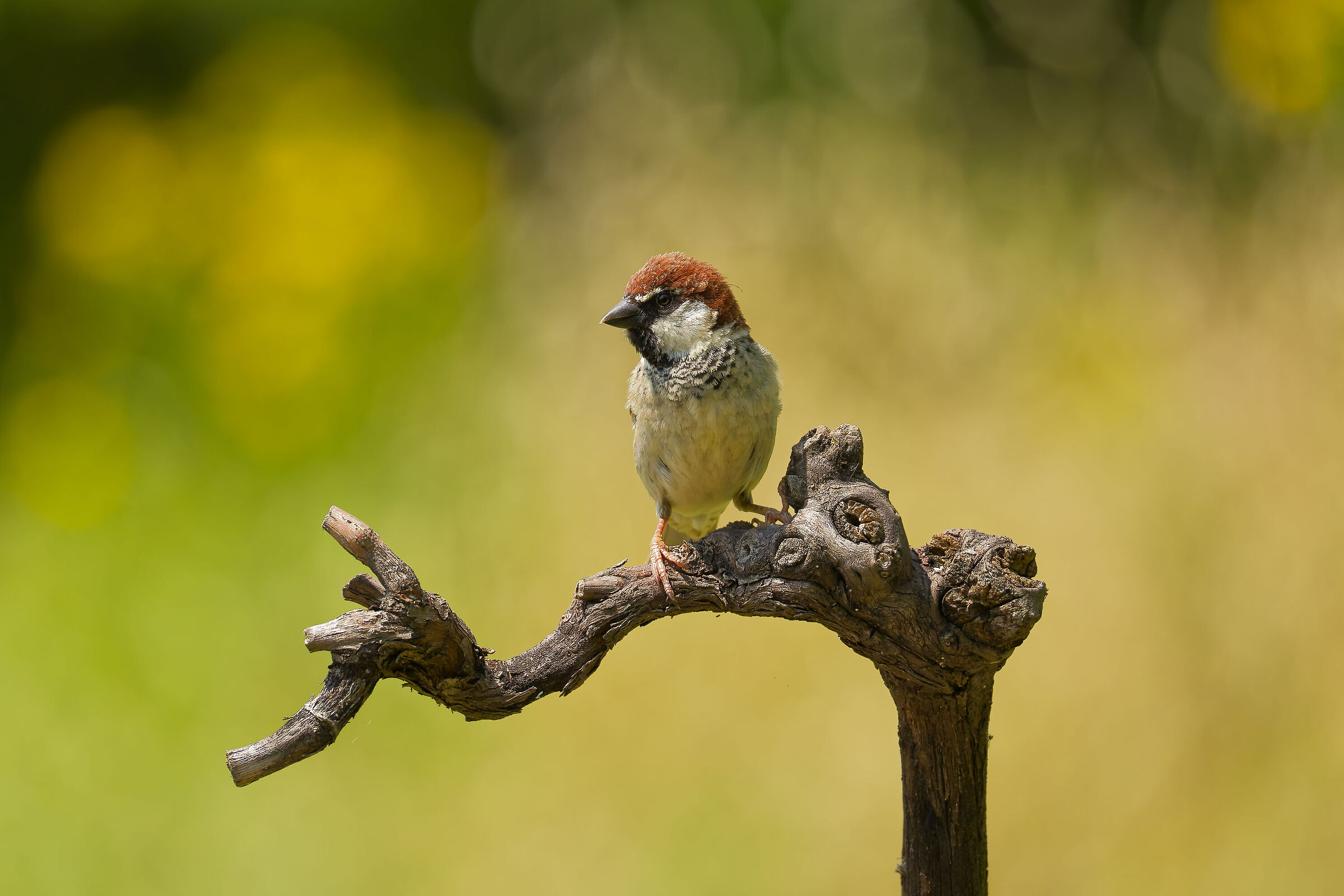 Male Sparrow