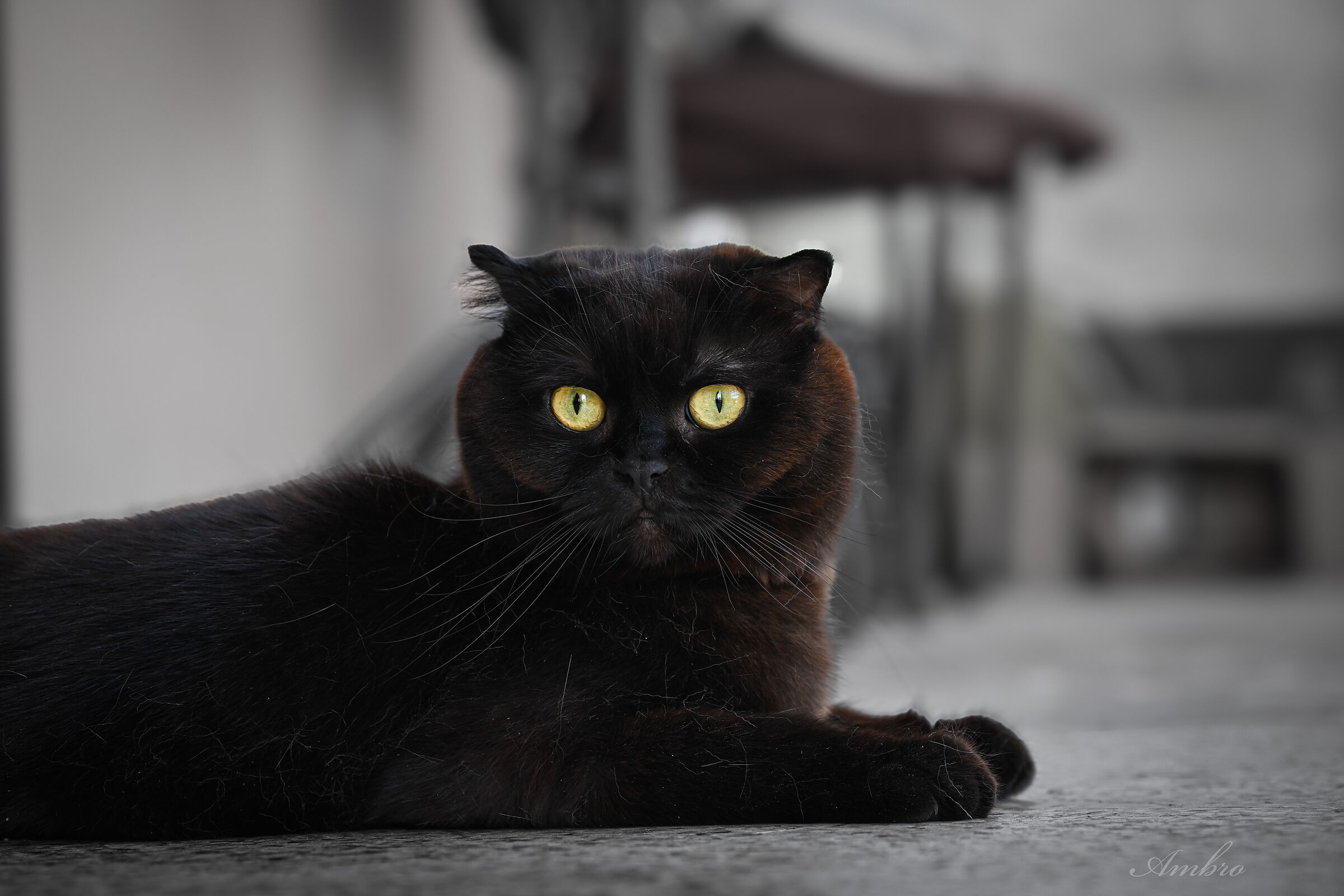 Freya
