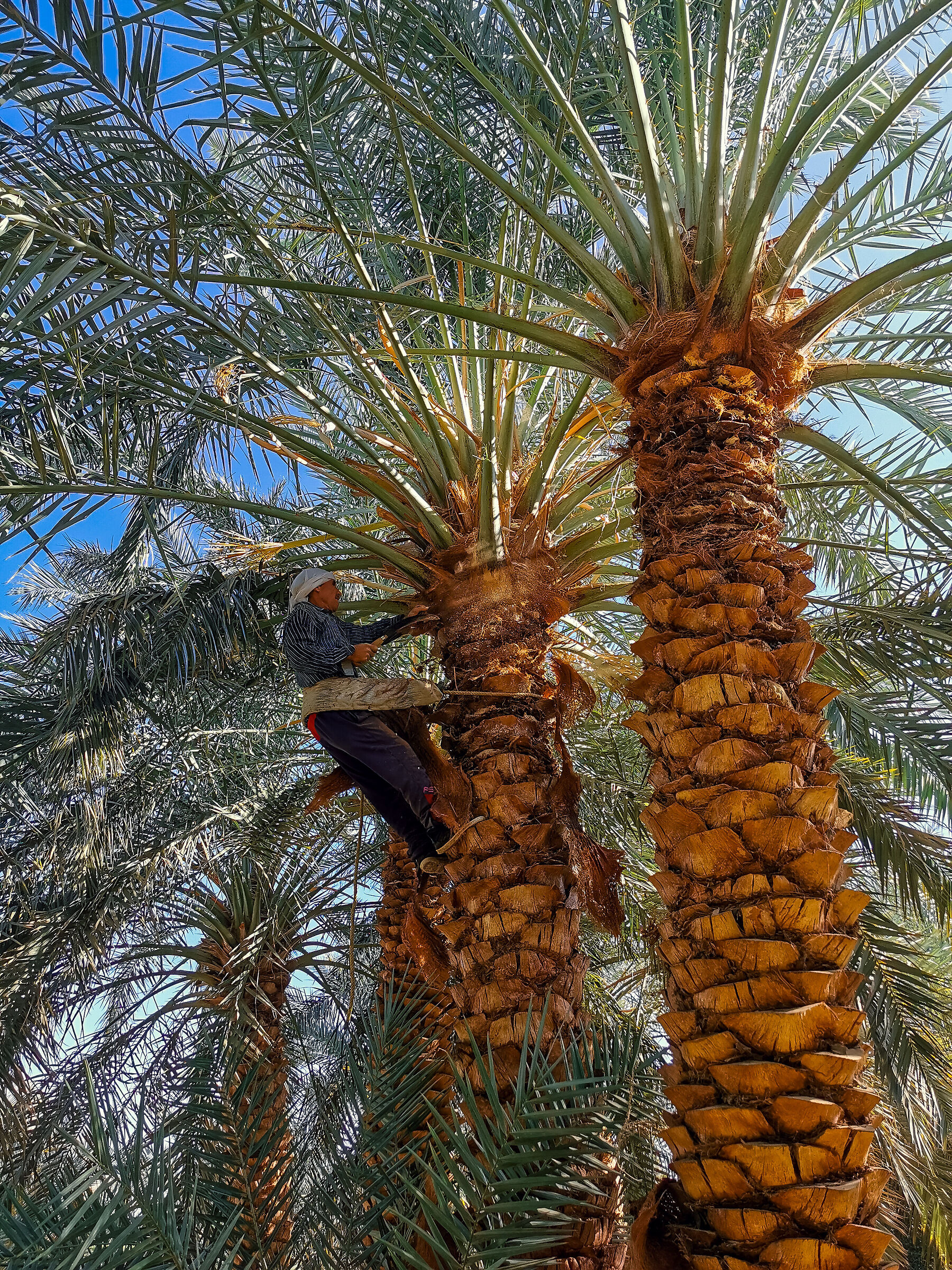 Lavoratore nel palmeto