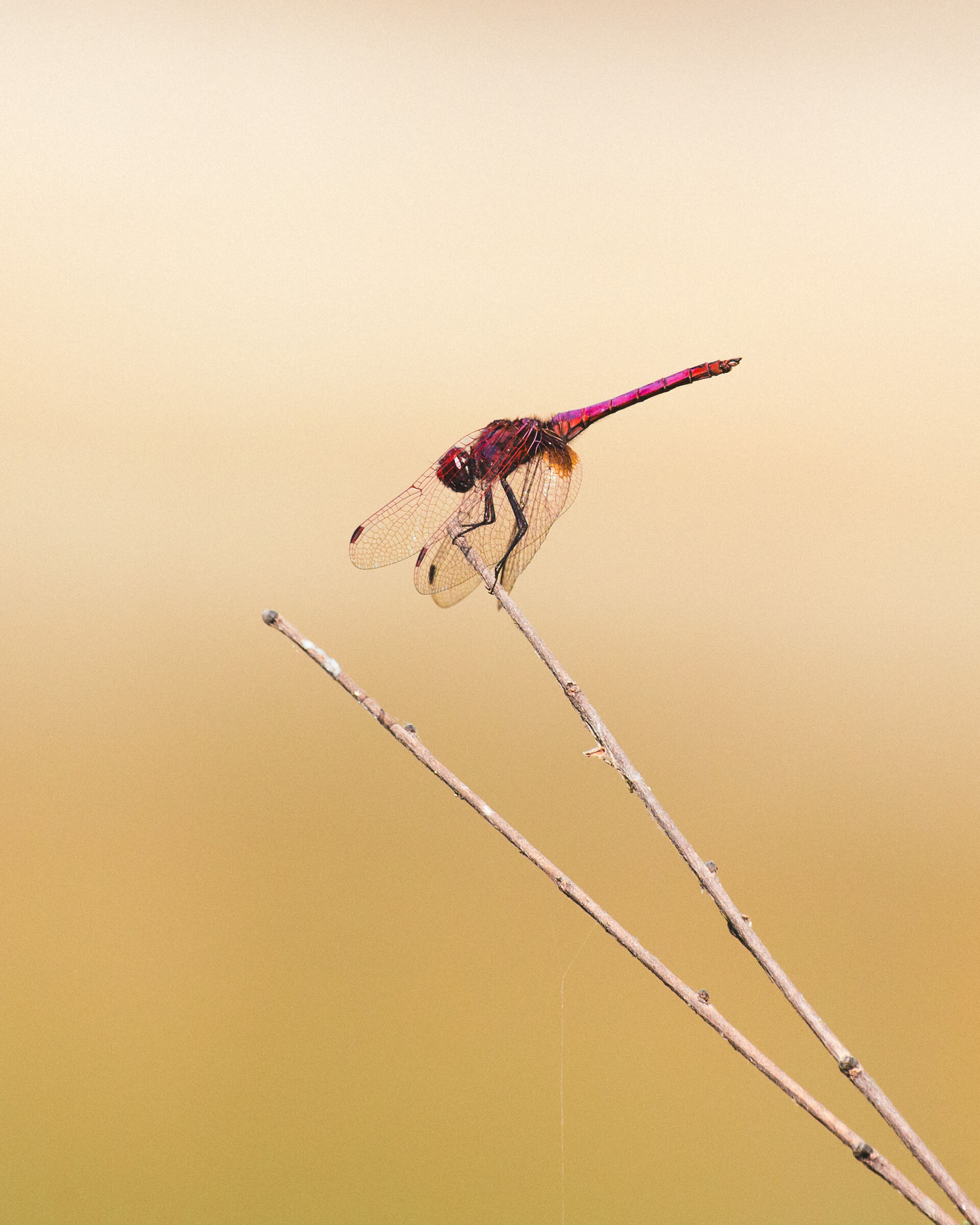 The red dragonfly