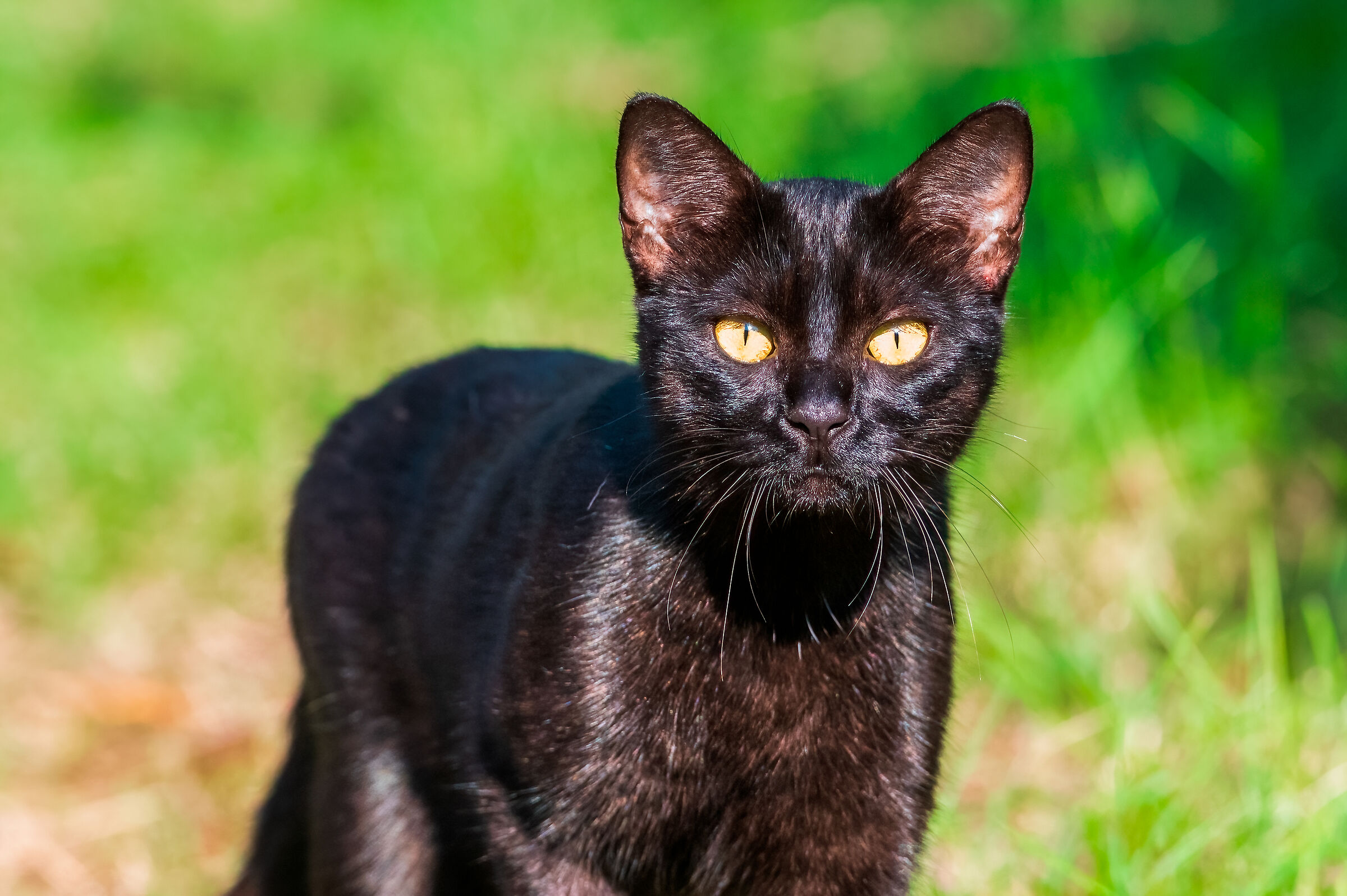 A beautiful black cat