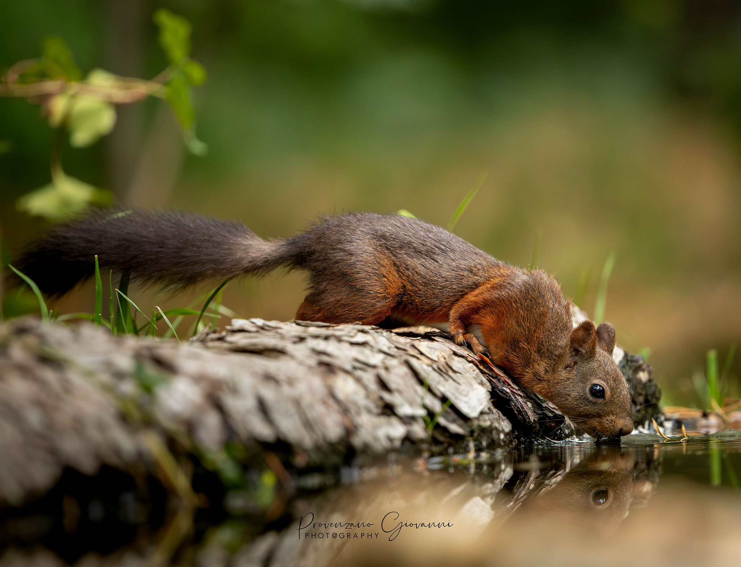 scoiattolo rosso