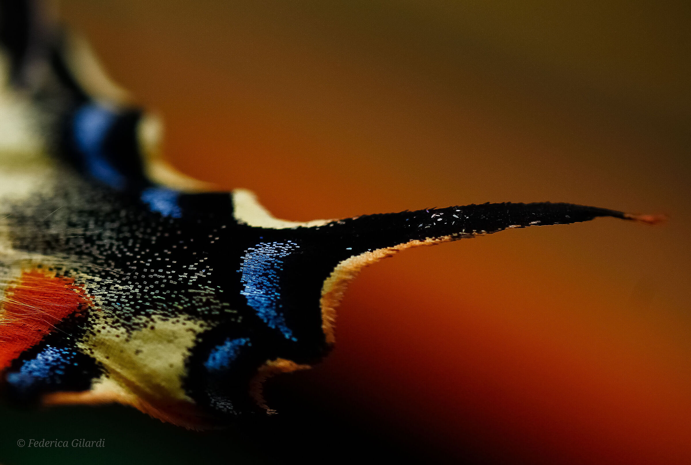 beauty is microscopic