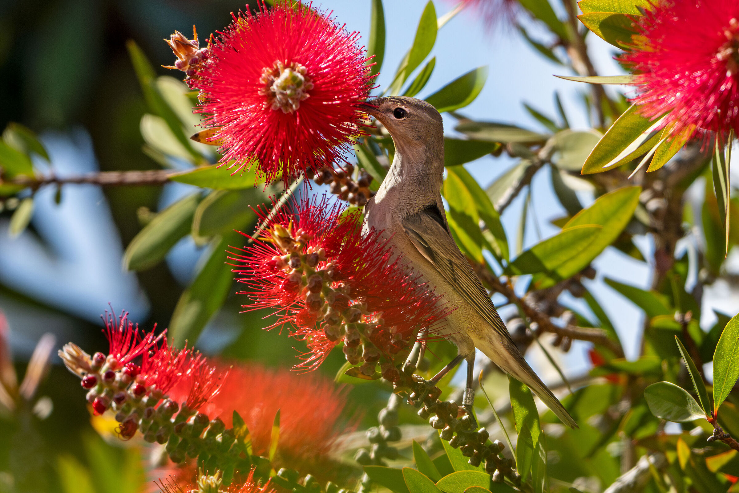 Garden warbler