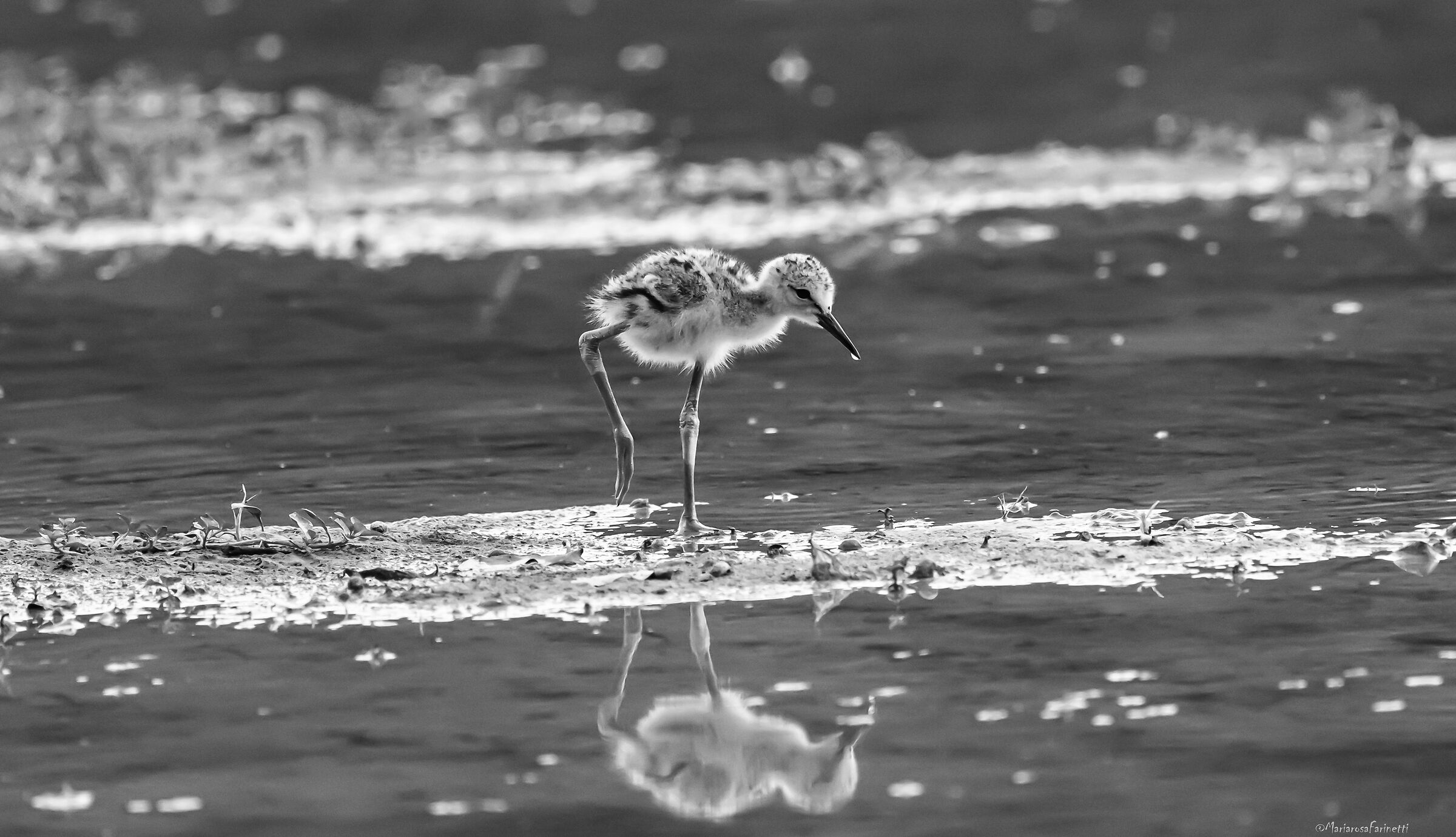 Cavaliere d'Italia Juv