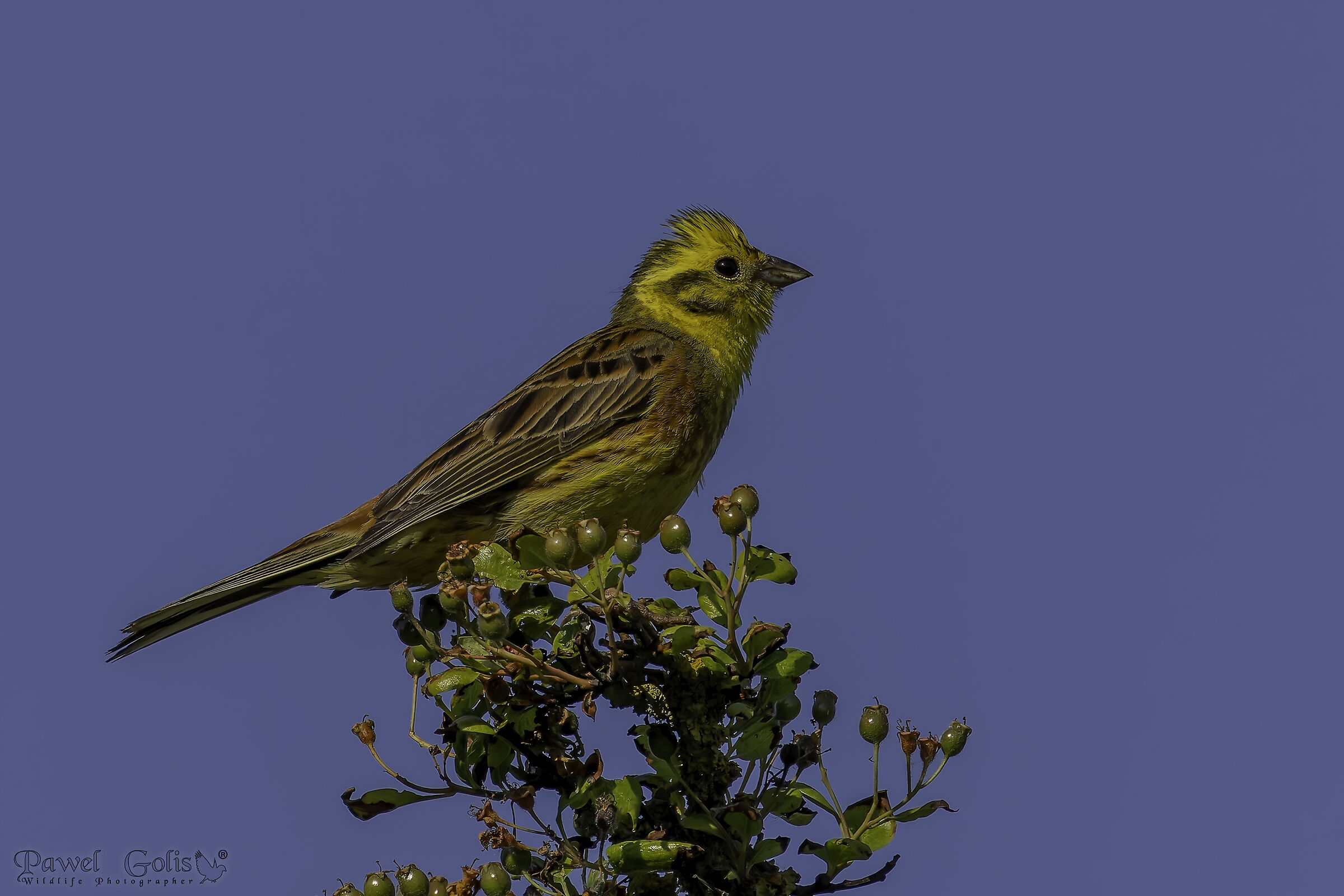 Martello giallo (Emberiza citrinella)
