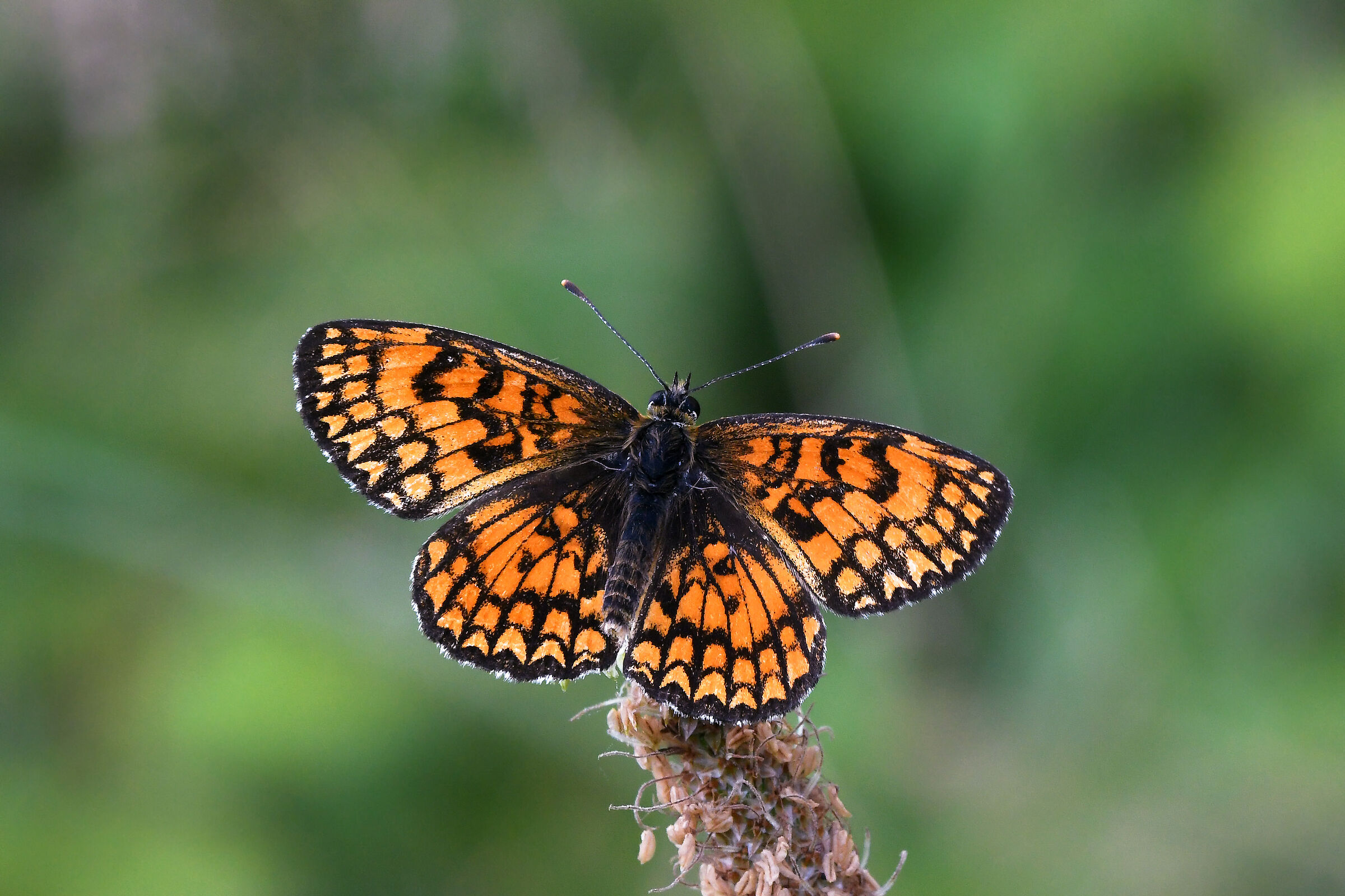 Melitaea celadussa