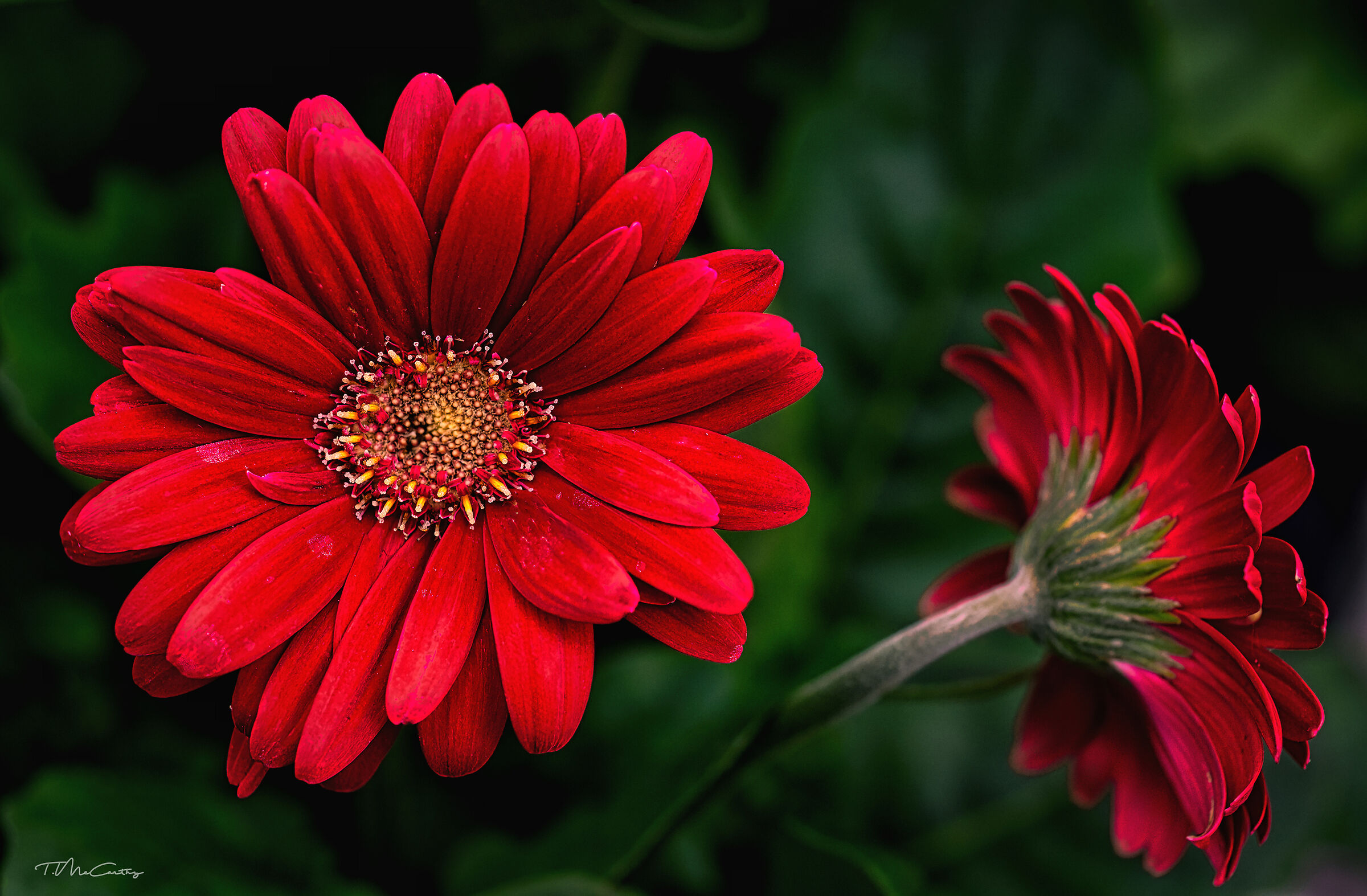 Rosso - Il colore più forte